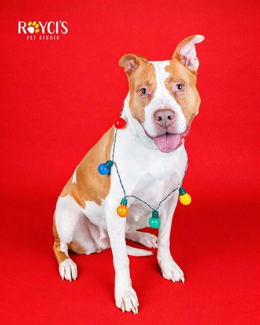 LOLITA, Adoptable, Adult Female Pit Bull Terrier.