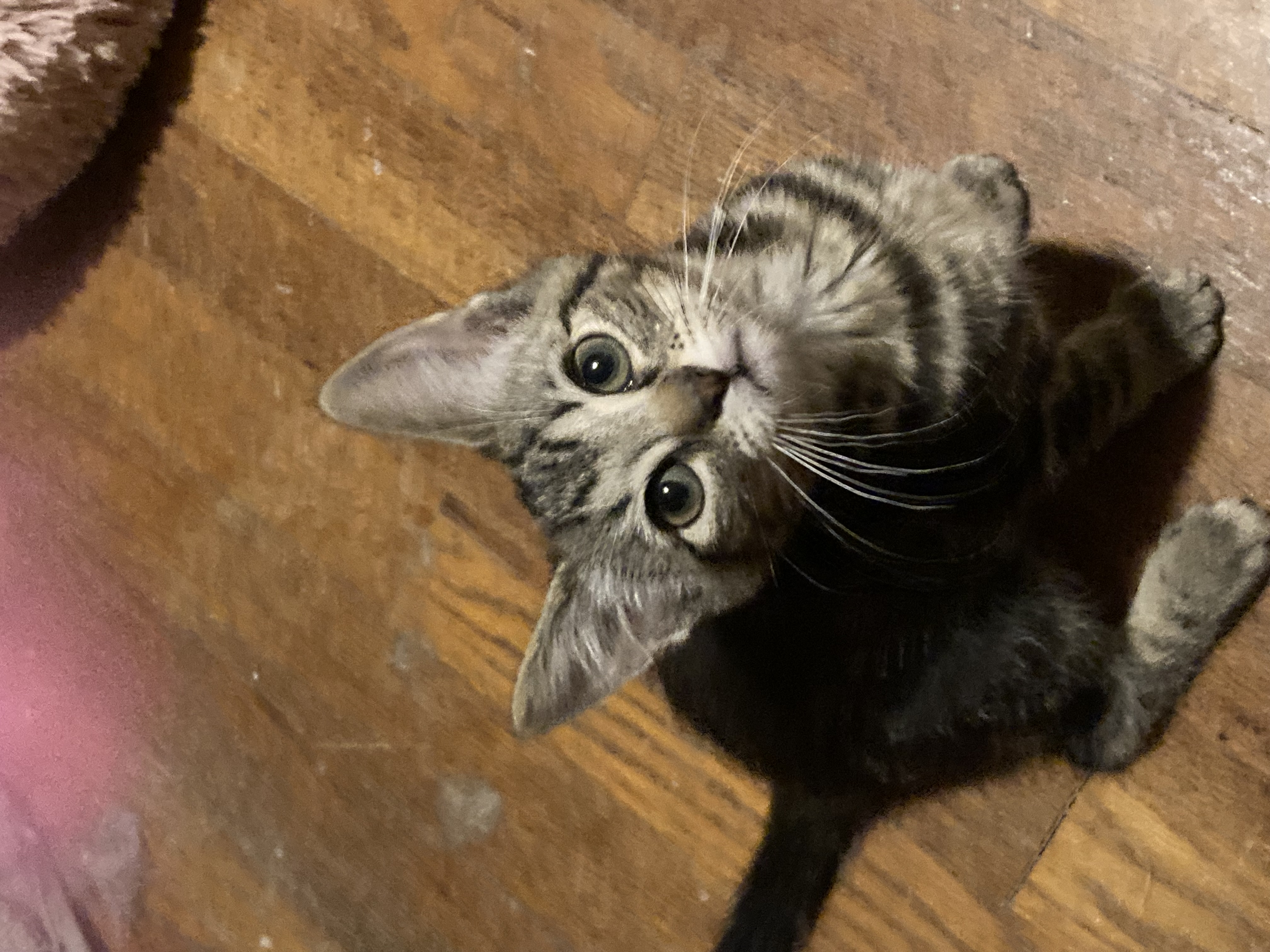 Enlarge Blake, a Adoptable Tabby in Cleveland, OH image 5/5