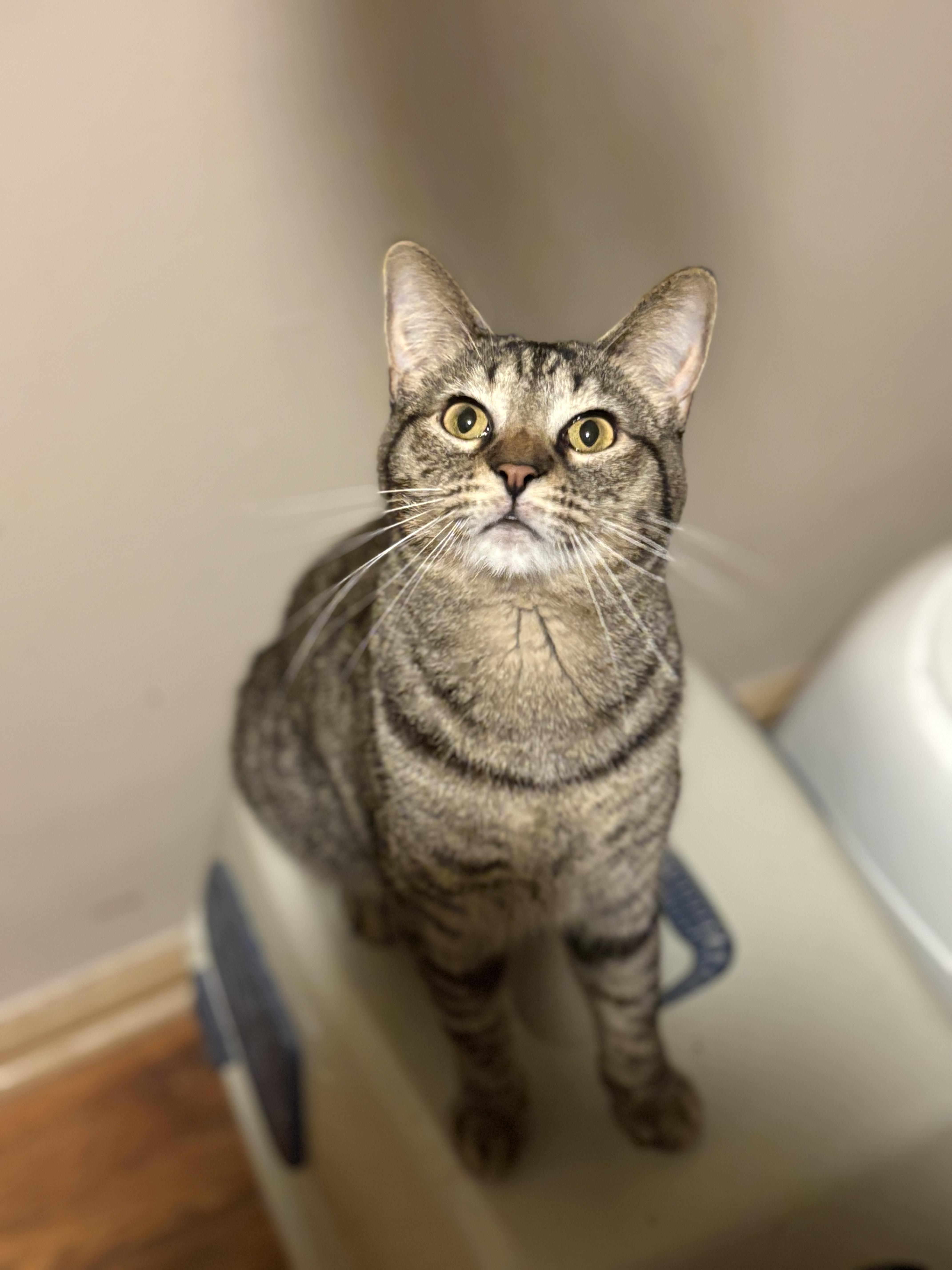 Enlarge Blake, a Adoptable Tabby in Cleveland, OH image 1/5