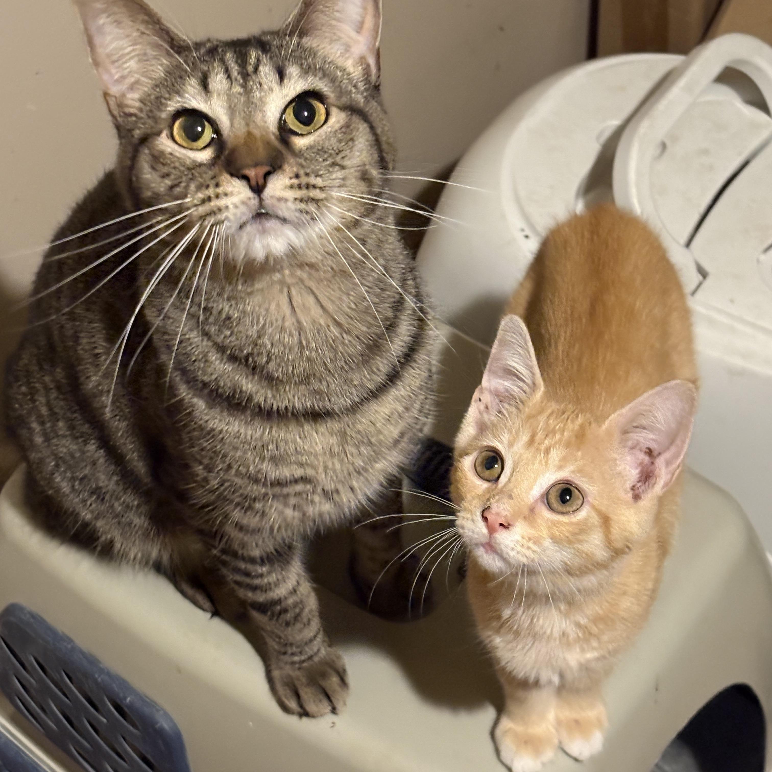 Blake, Adoptable, Young Male Tabby.