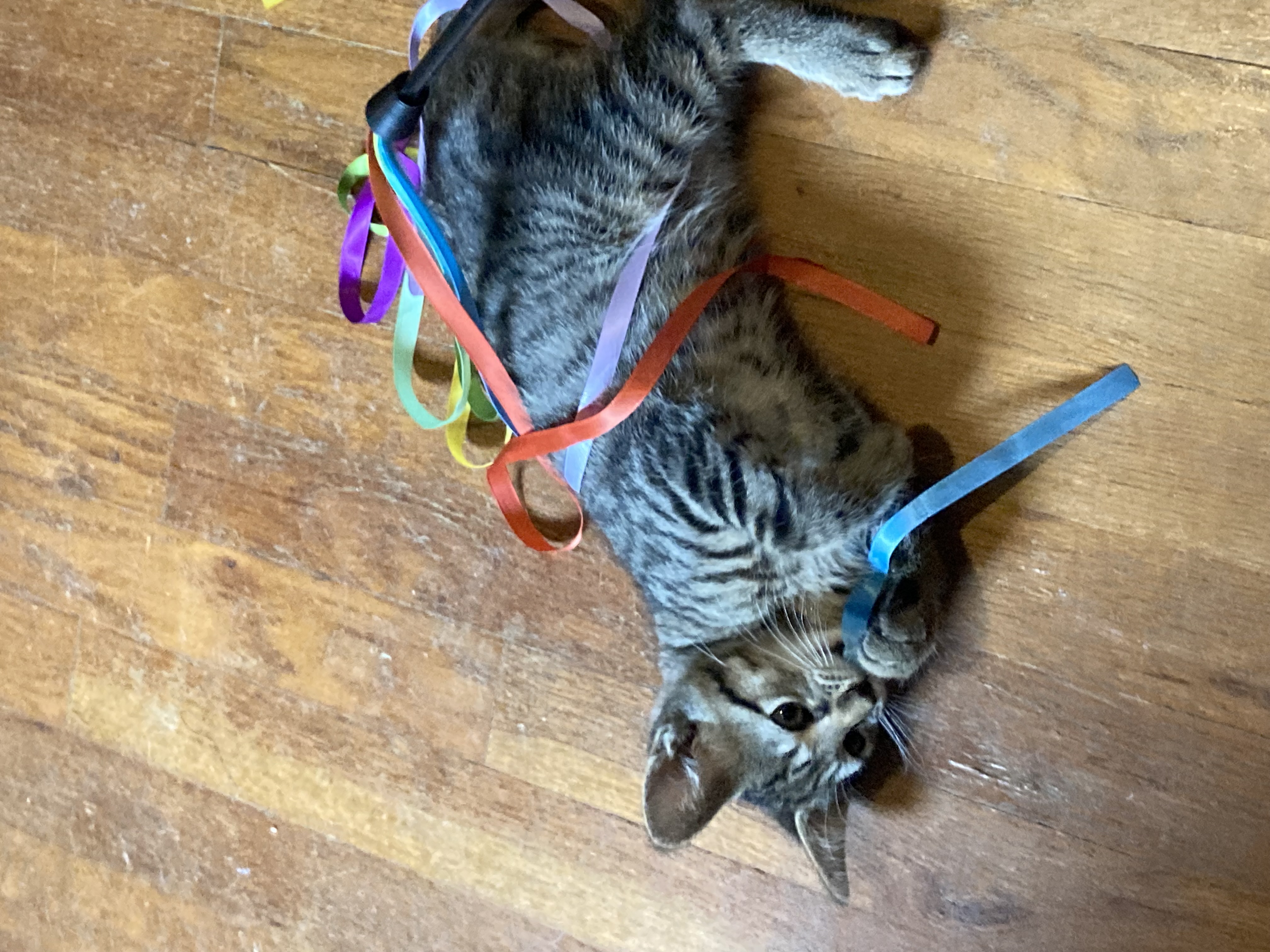 Enlarge Blake, a Adoptable Tabby in Cleveland, OH image 4/5
