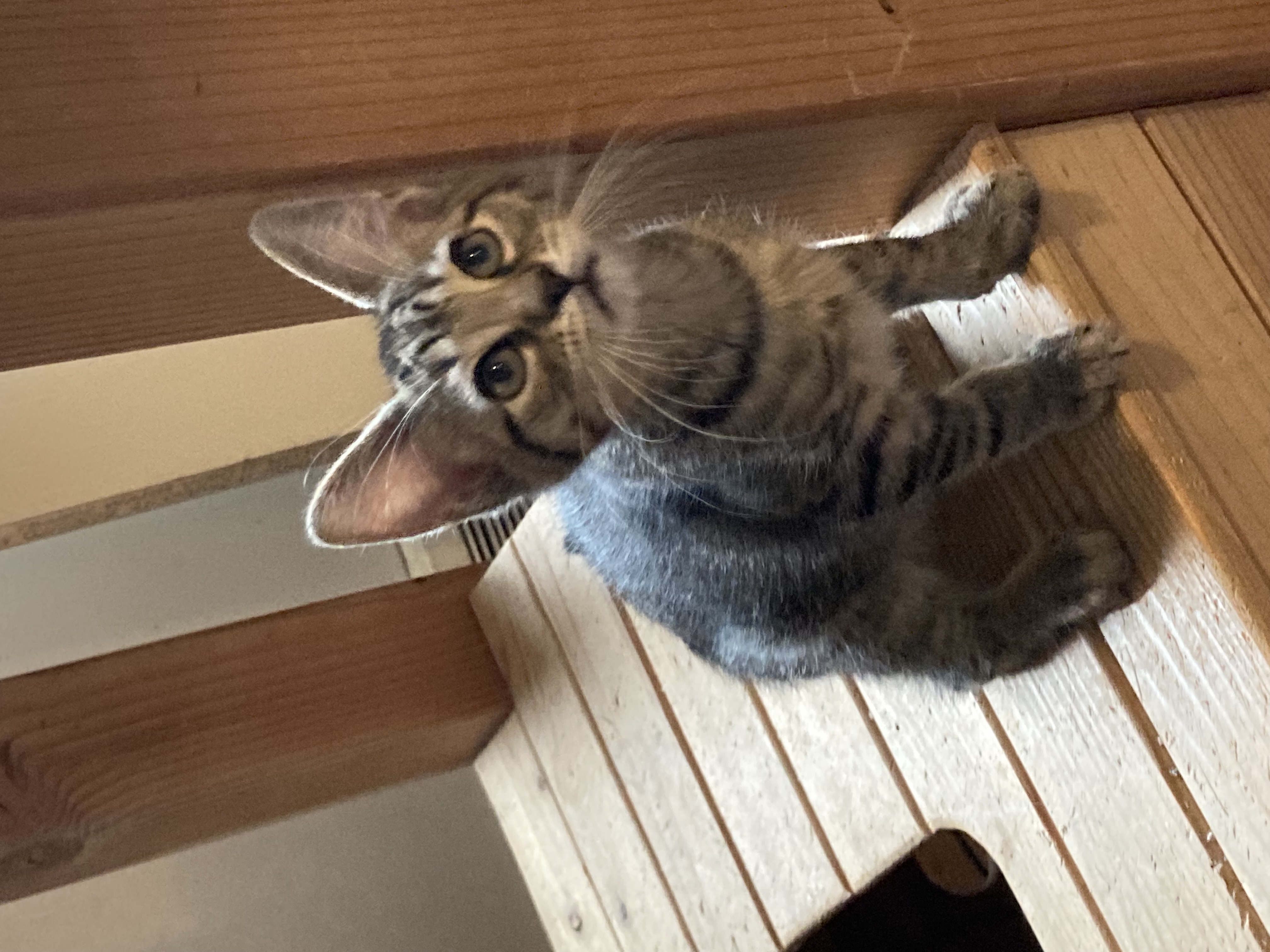 Blake, Adoptable, Young Male Tabby.