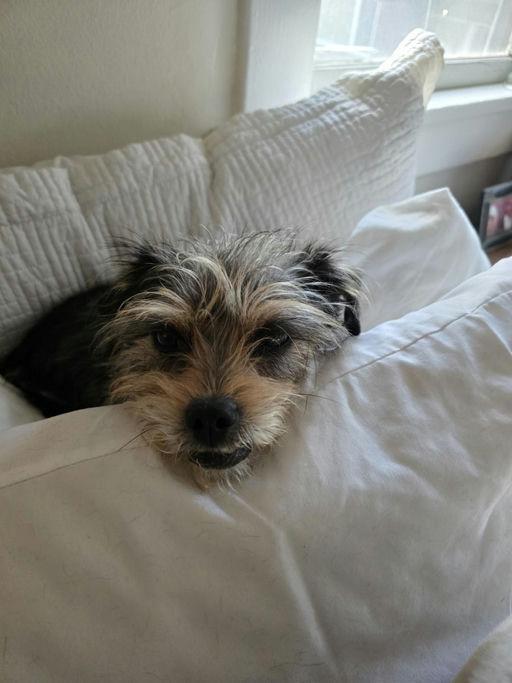 Sunshine , an adoptable mixed breed in Los Angeles, CA image 5/5