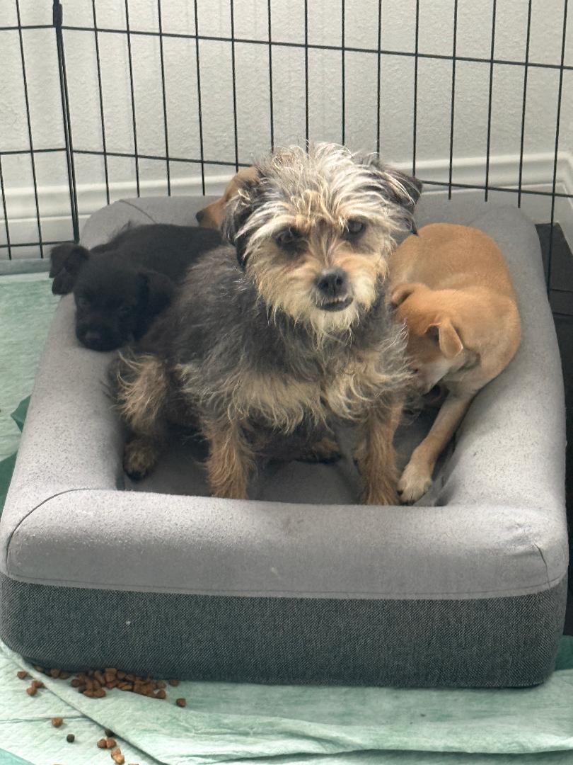 Sunshine , adoptable, Adult Female Terrier.
