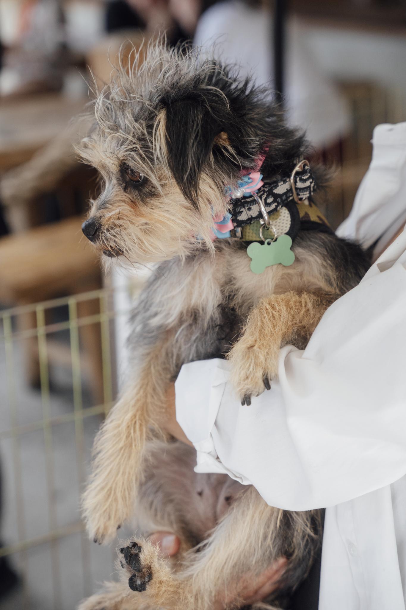 Enlarge Sunshine , an adoptable mixed breed in Los Angeles, CA image 6/6