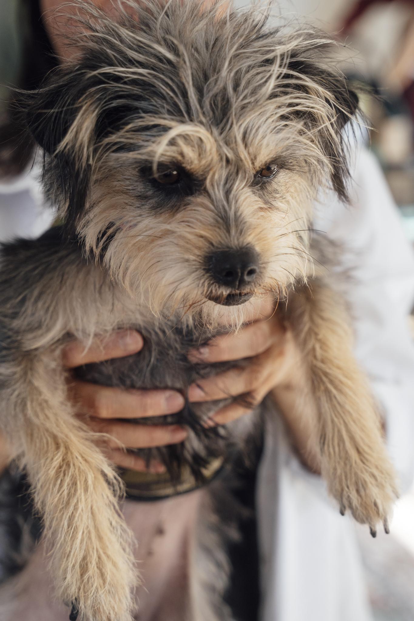 Enlarge Sunshine , an adoptable mixed breed in Los Angeles, CA image 2/6