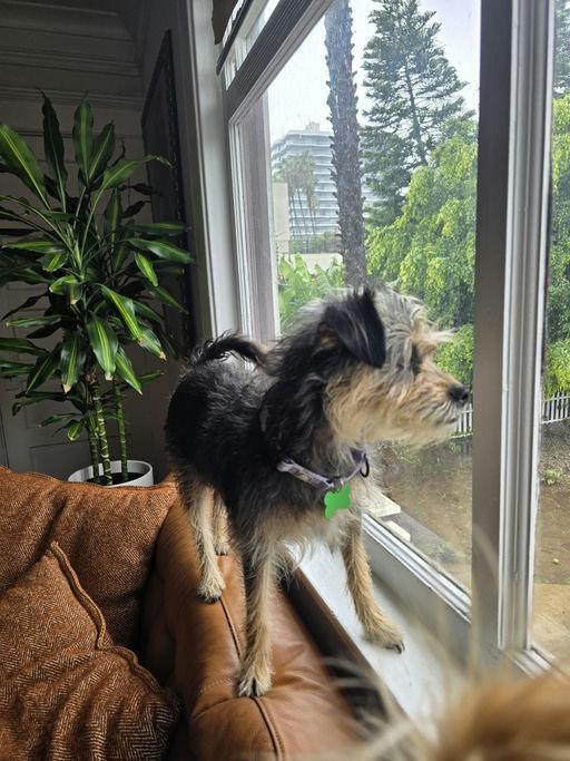 Sunshine , an adoptable mixed breed in Los Angeles, CA image 3/5