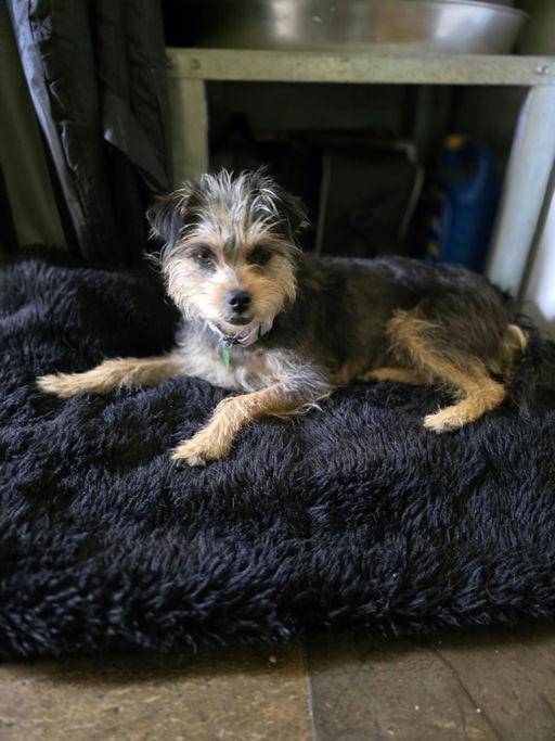 Sunshine , an adoptable mixed breed in Los Angeles, CA image 4/5