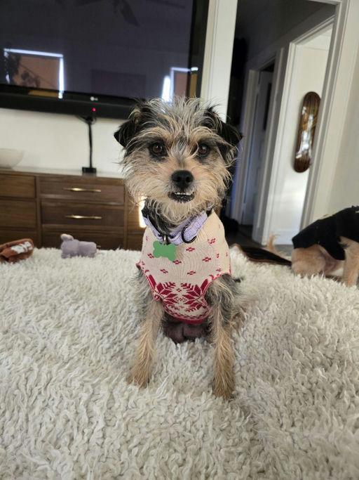 Sunshine , adoptable, Adult Female Terrier.