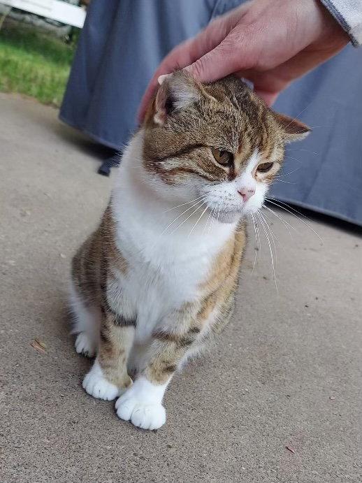 Polly the Polydactyl, Adopted, Young Female Domestic Short Hair.