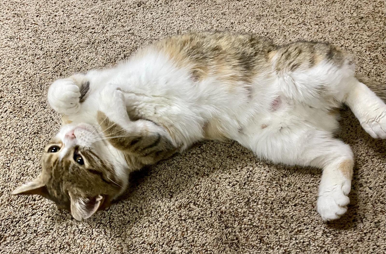 Enlarge Polly the Polydactyl, a Adopted Domestic Short Hair in Crystal, MN image 2/3