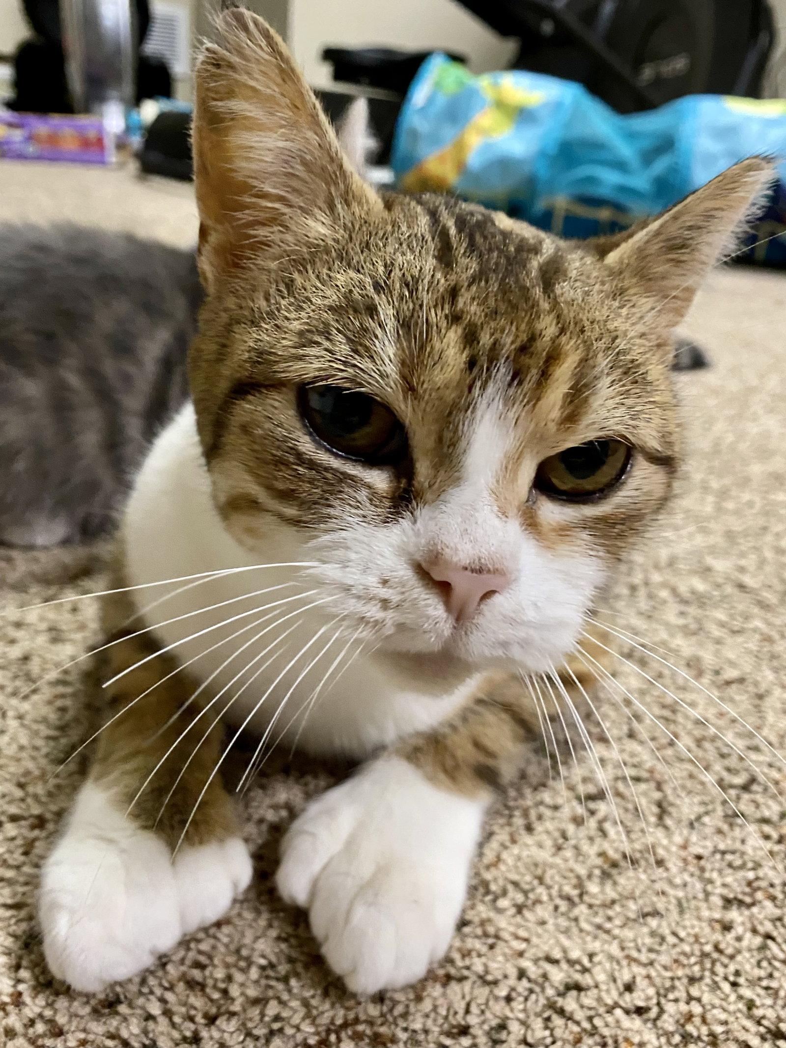 Enlarge Polly the Polydactyl, a Adopted Domestic Short Hair in Crystal, MN image 3/3