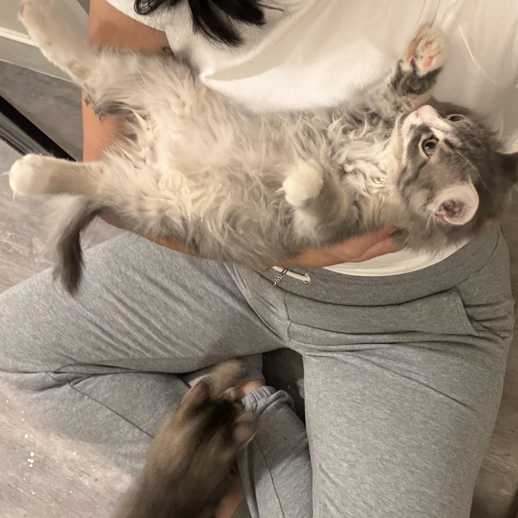 Enlarge Reece, a Adopted Domestic Long Hair in Omaha, NE image 6/6