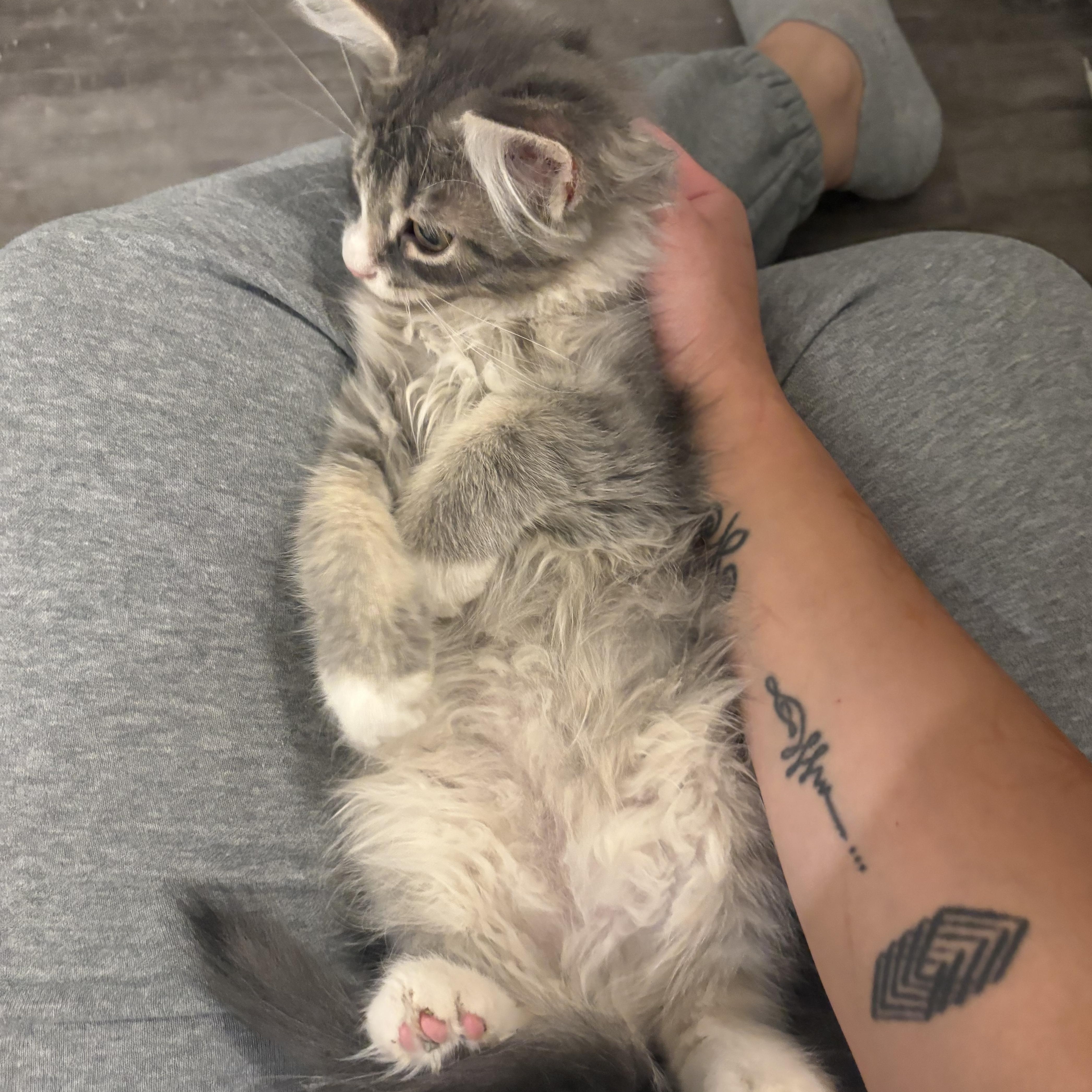 Enlarge Reece, a Adopted Domestic Long Hair in Omaha, NE image 5/6