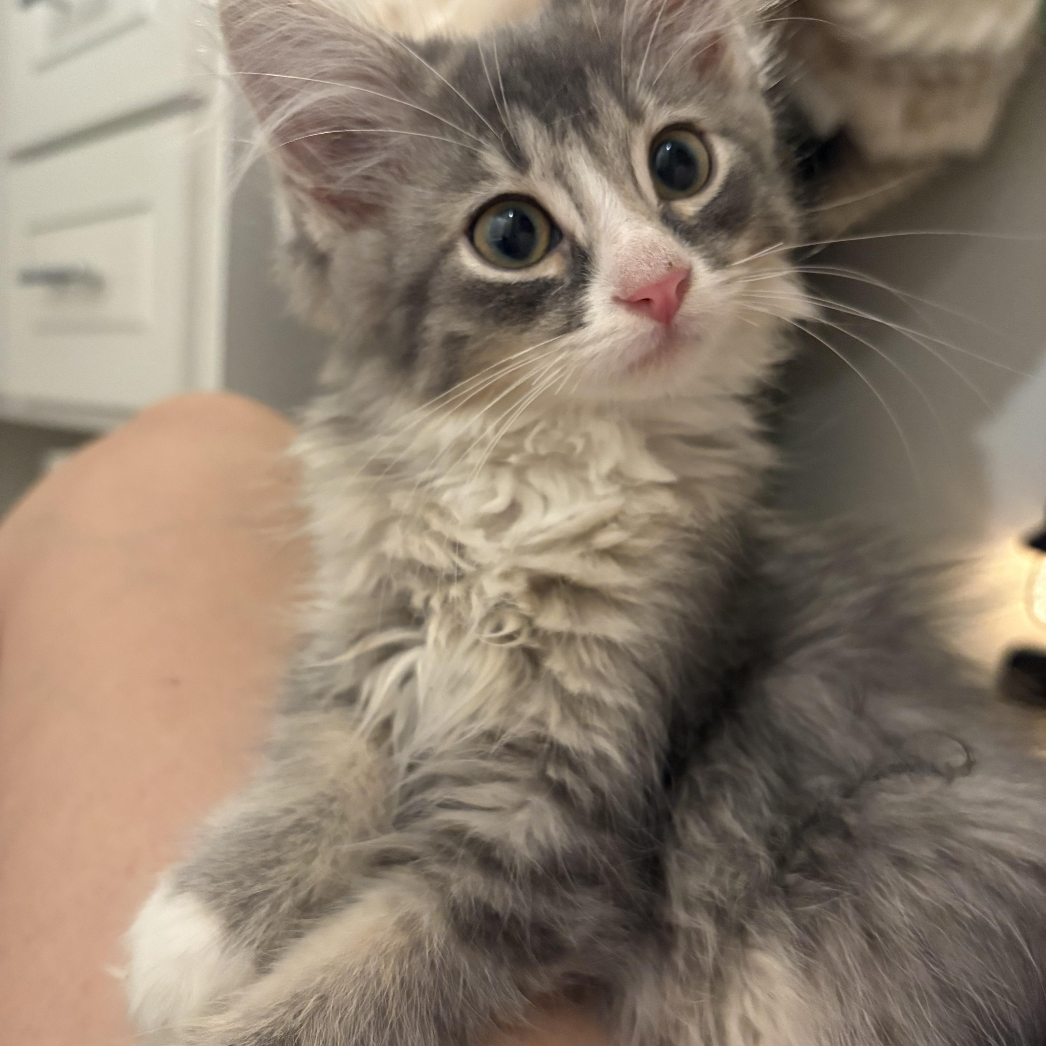 Enlarge Reece, a Adopted Domestic Long Hair in Omaha, NE image 3/6