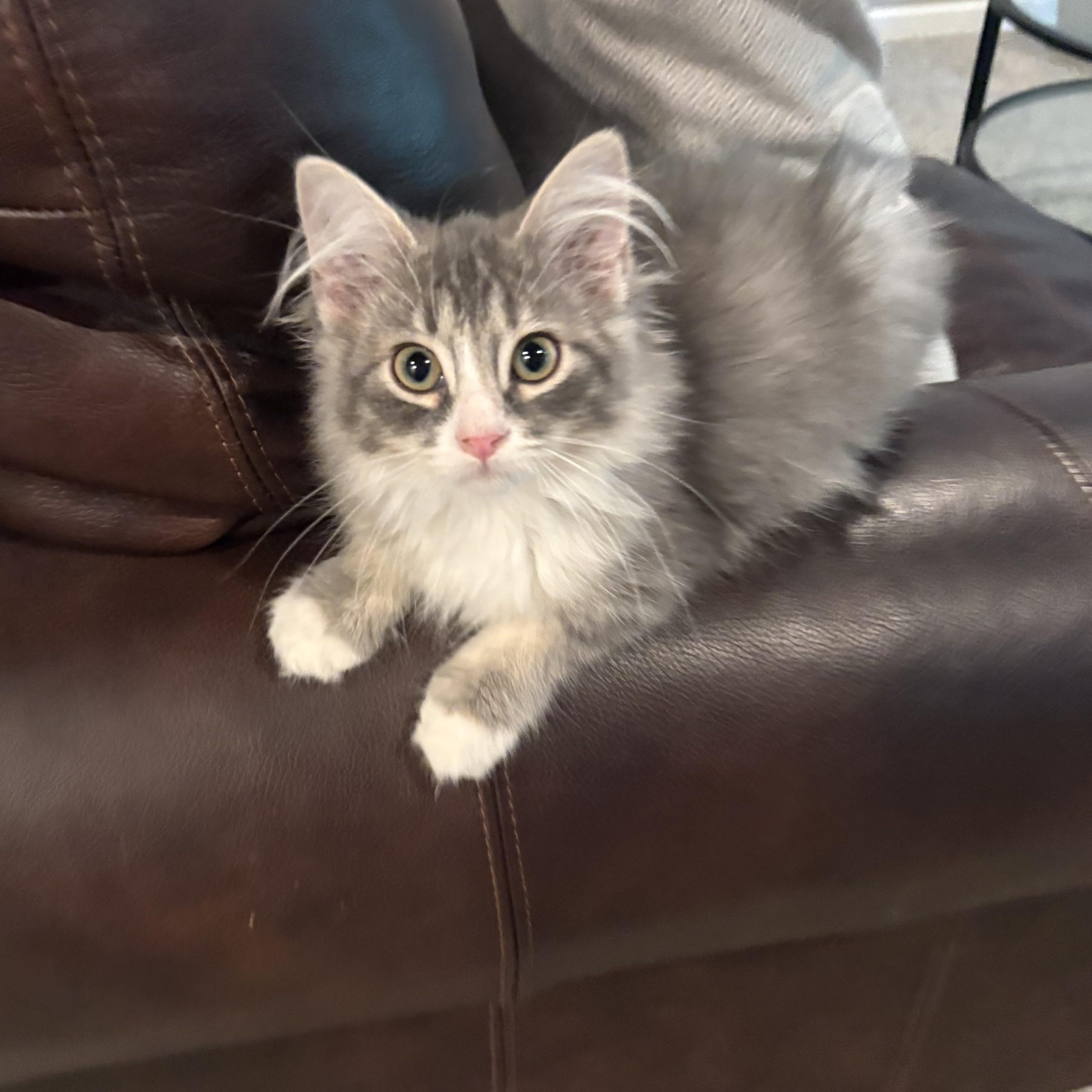Enlarge Reece, a Adopted Domestic Long Hair in Omaha, NE image 1/6