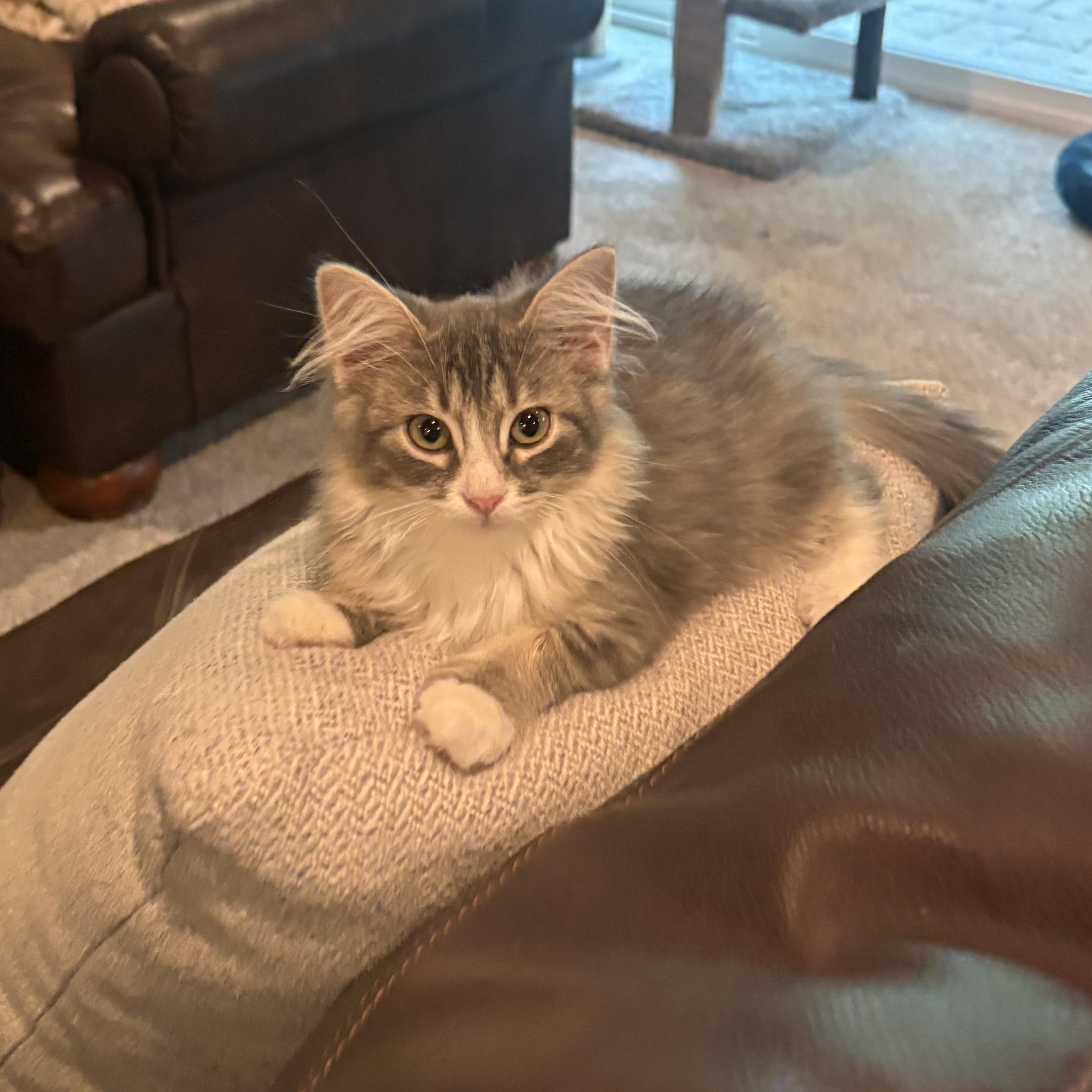 Enlarge Reece, a Adopted Domestic Long Hair in Omaha, NE image 2/6