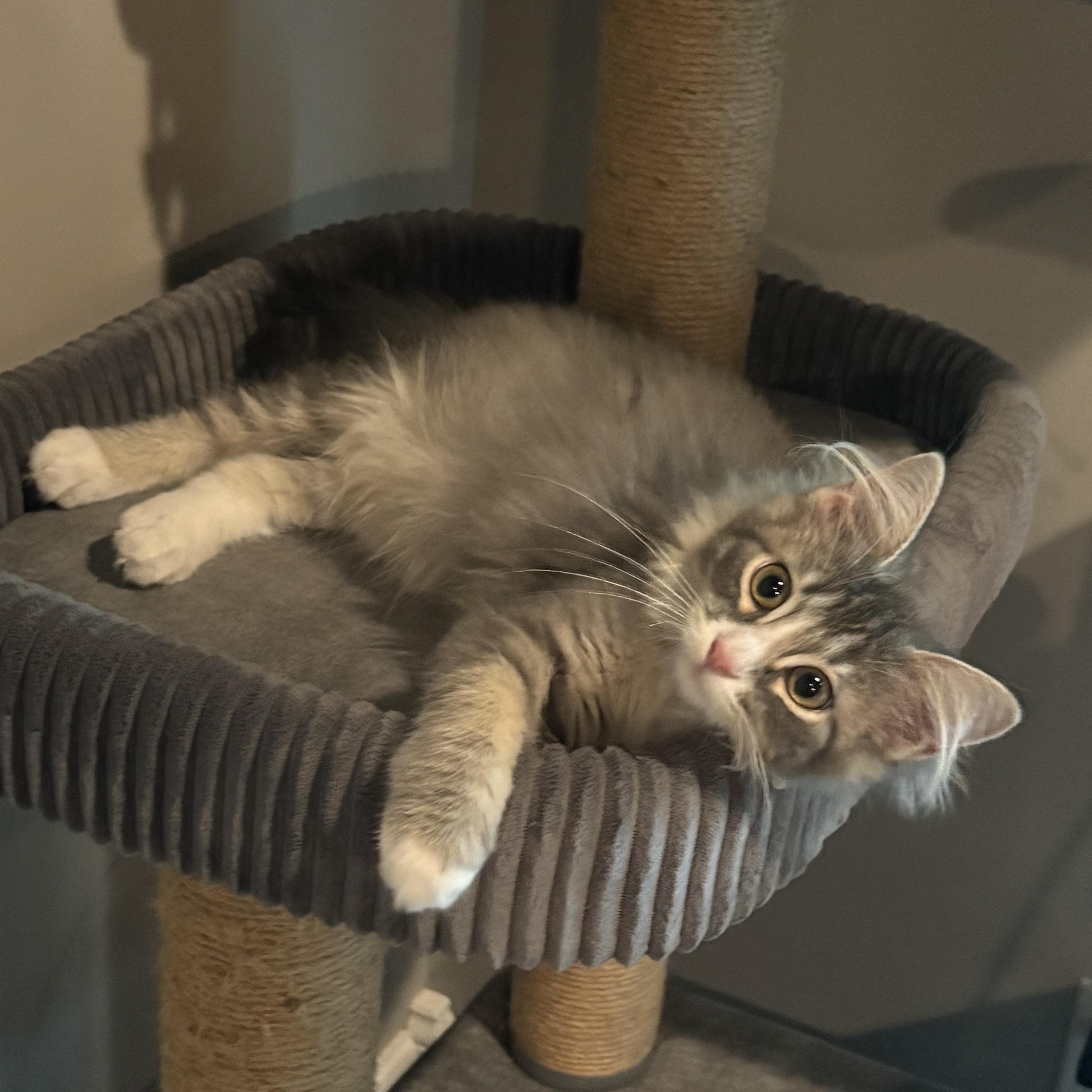 Enlarge Reece, a Adopted Domestic Long Hair in Omaha, NE image 4/6