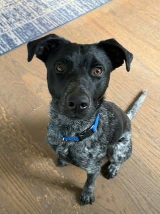 Ray, adopted, Young Male Mixed Breed.
