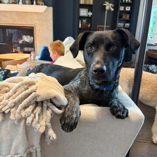 Enlarge Ray, an adopted Mixed Breed in Watertown, WI image 5/5