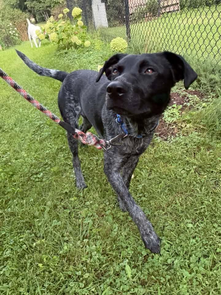 Enlarge Ray, an adopted Mixed Breed in Watertown, WI image 3/5