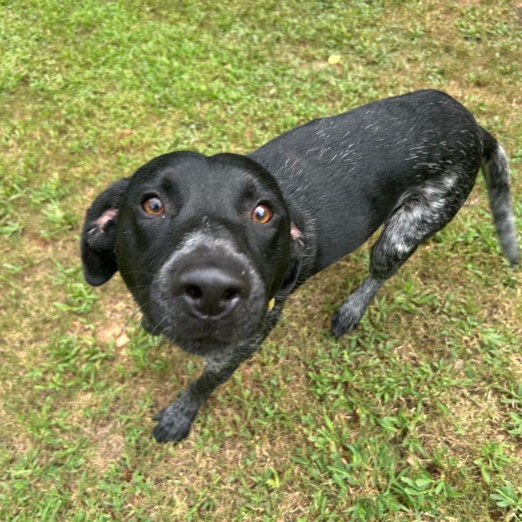 Enlarge Ray, an adopted Mixed Breed in Watertown, WI image 2/5