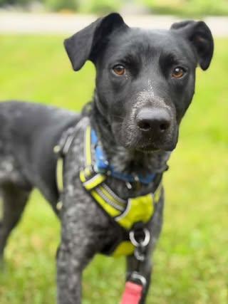 Enlarge Ray, an adopted Mixed Breed in Watertown, WI image 4/5