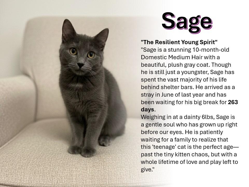 Enlarge Sage, a Adoptable mixed breed in Pittsfield, IL image 1/2