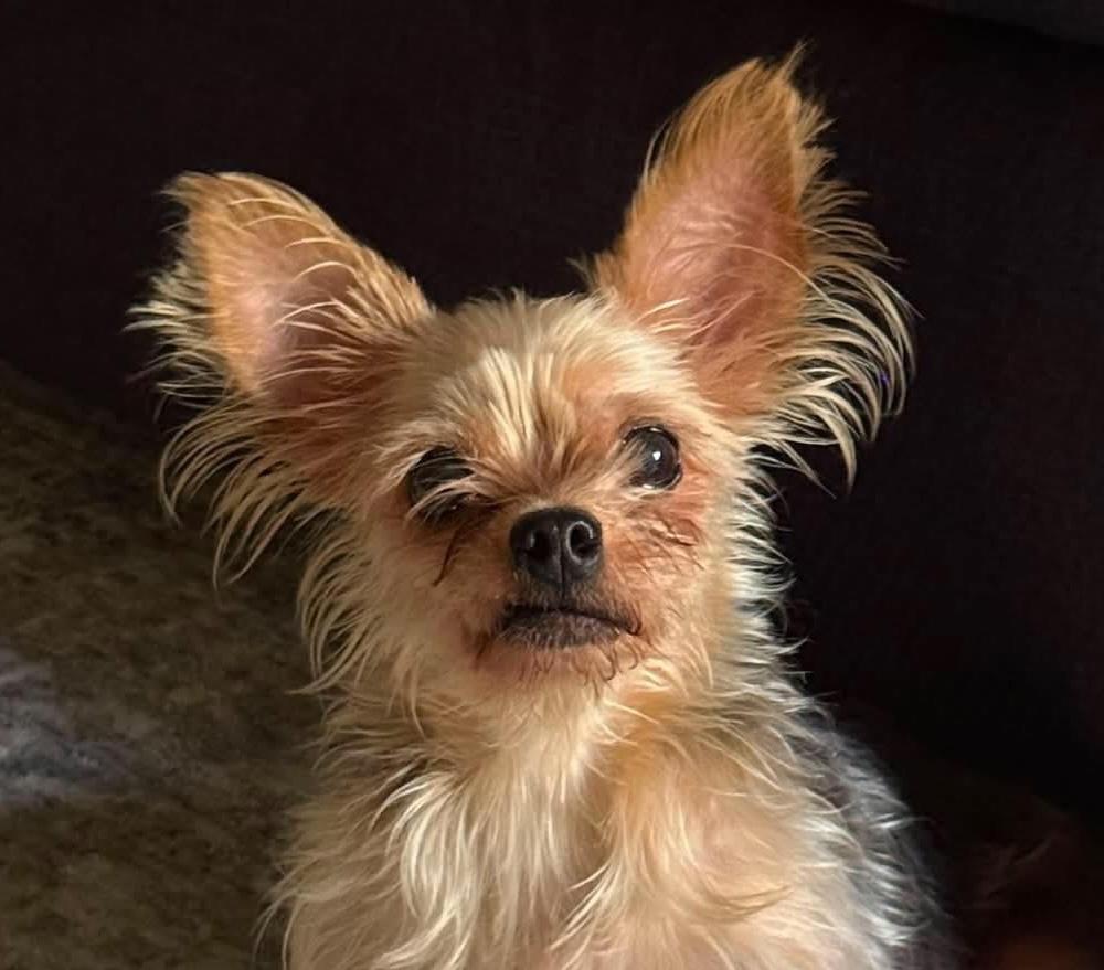 Enlarge Bellarue, a Adopted Yorkshire Terrier in Cumming, GA image 1/4