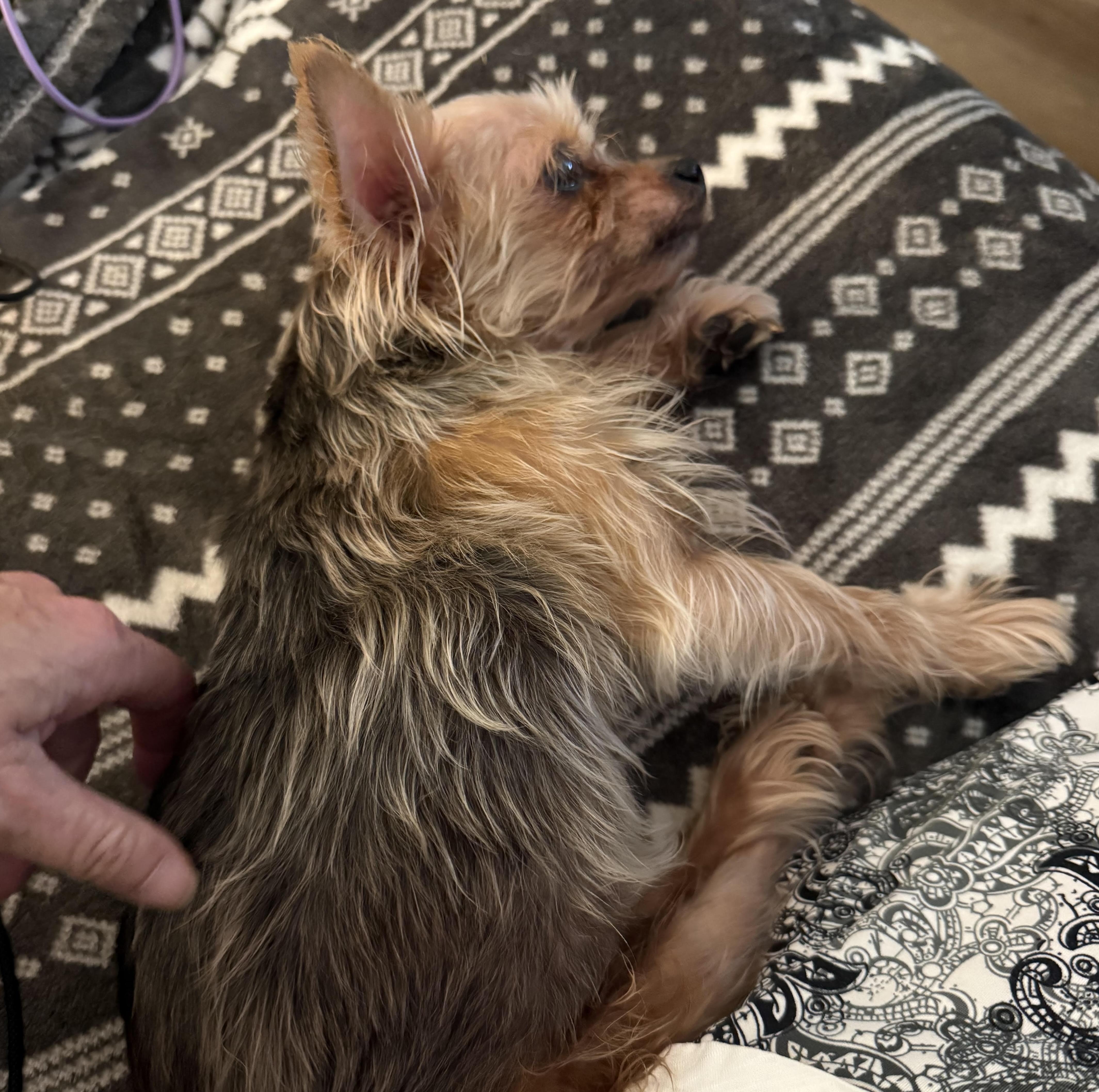 Enlarge Bellarue, a Adopted Yorkshire Terrier in Cumming, GA image 2/4