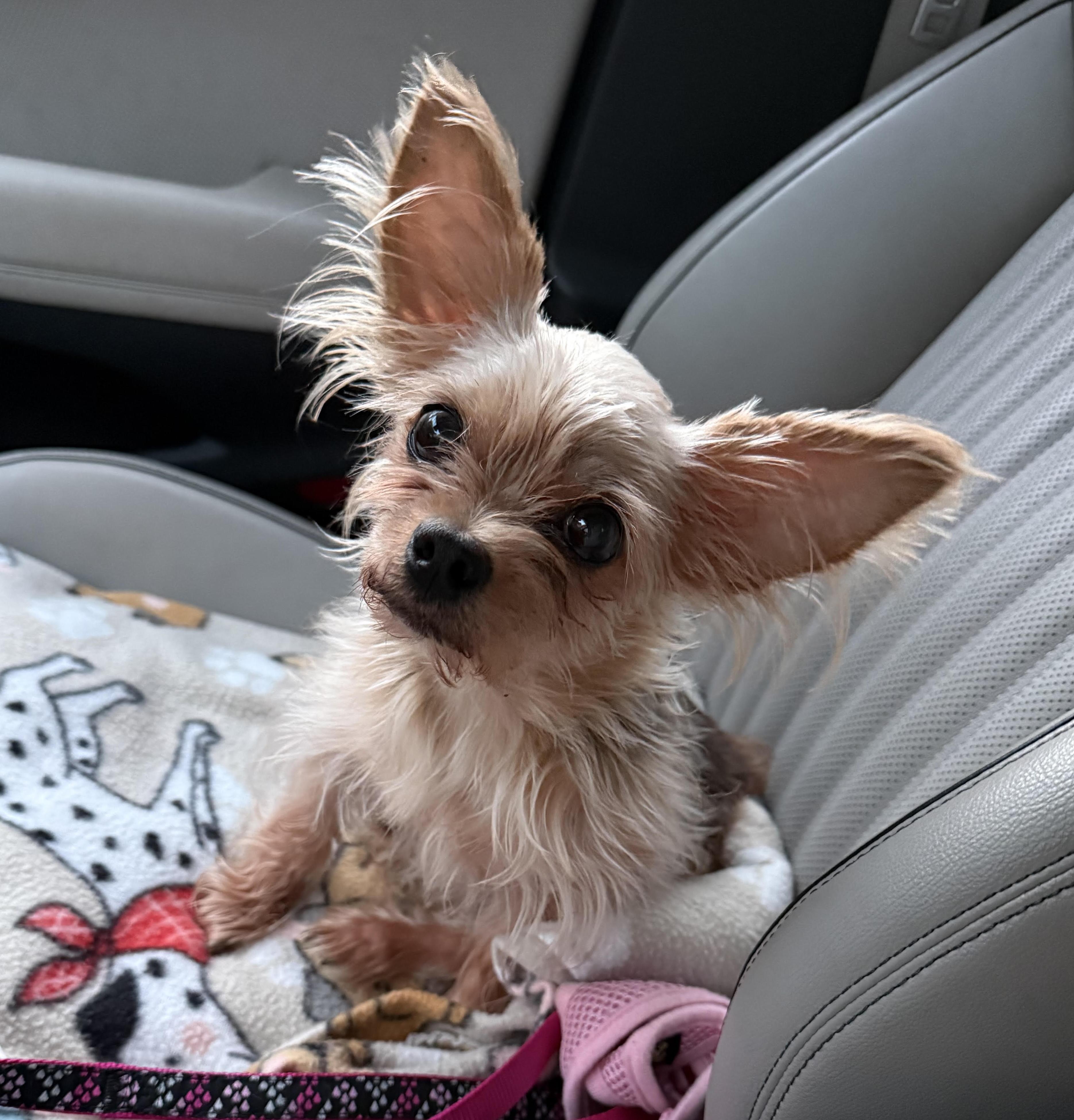 Enlarge Bellarue, a Adopted Yorkshire Terrier in Cumming, GA image 3/4