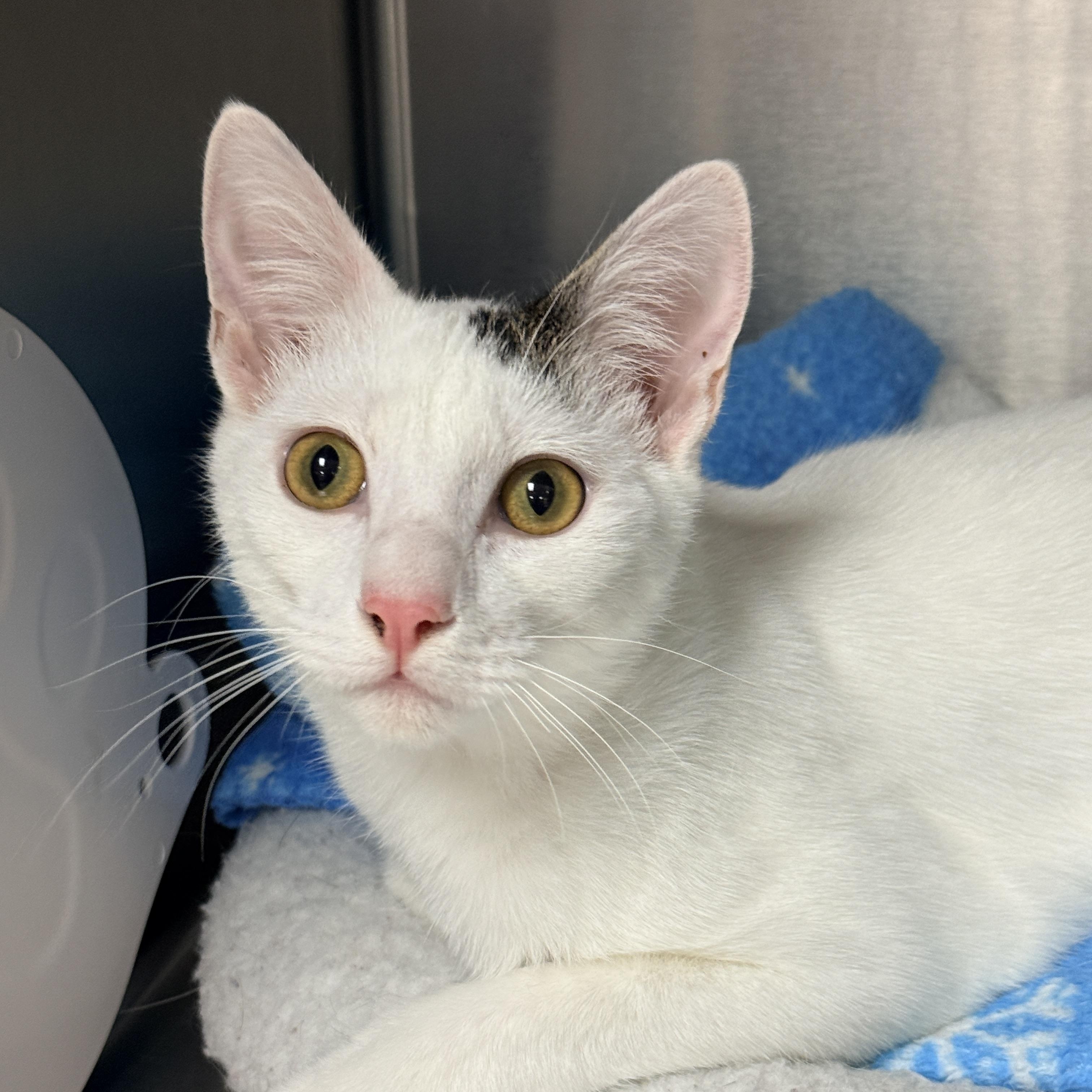 Gendry, Adoptable, Kitten Male Domestic Short Hair.