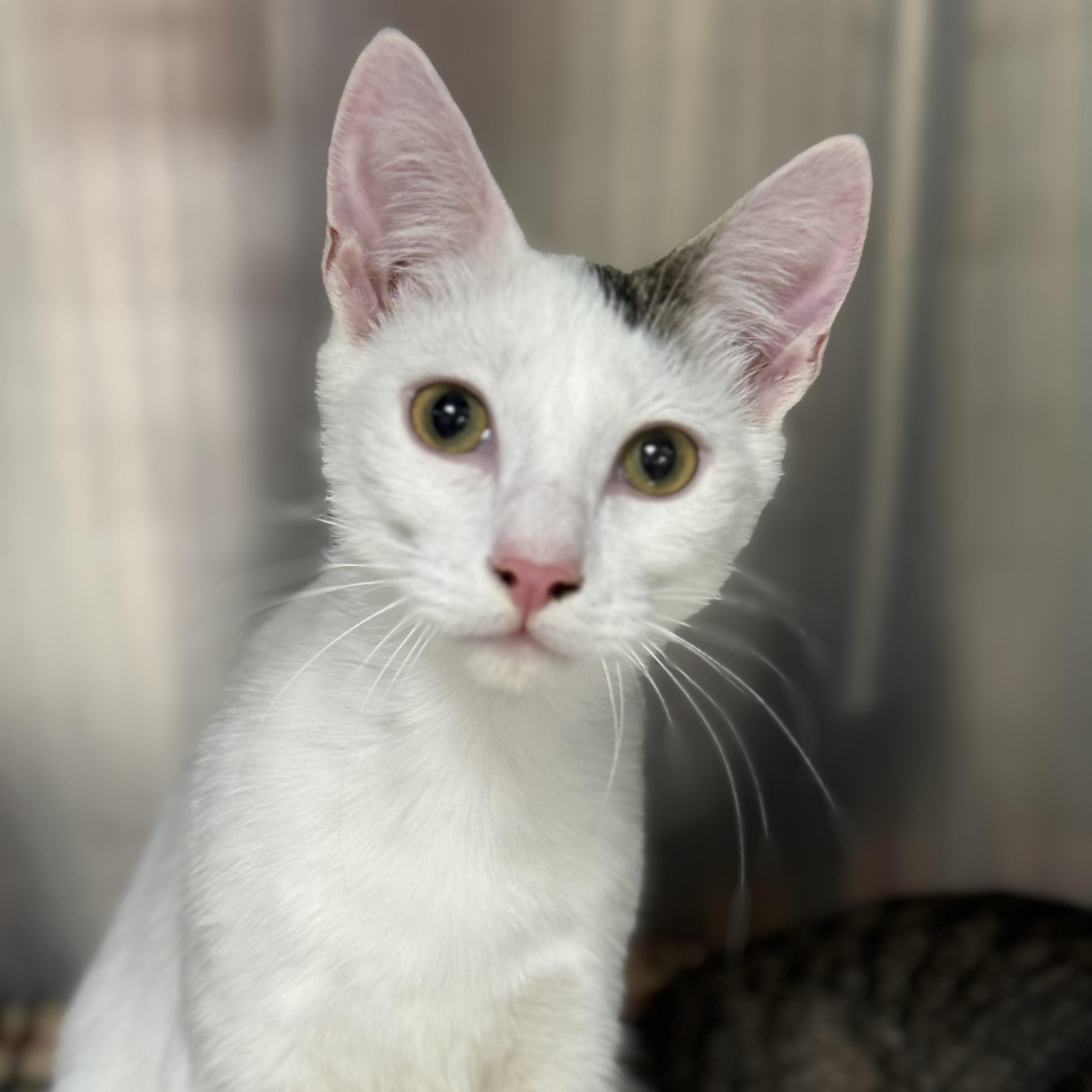 Enlarge Gendry, an adoptable Domestic Short Hair in Collierville, TN image 2/4