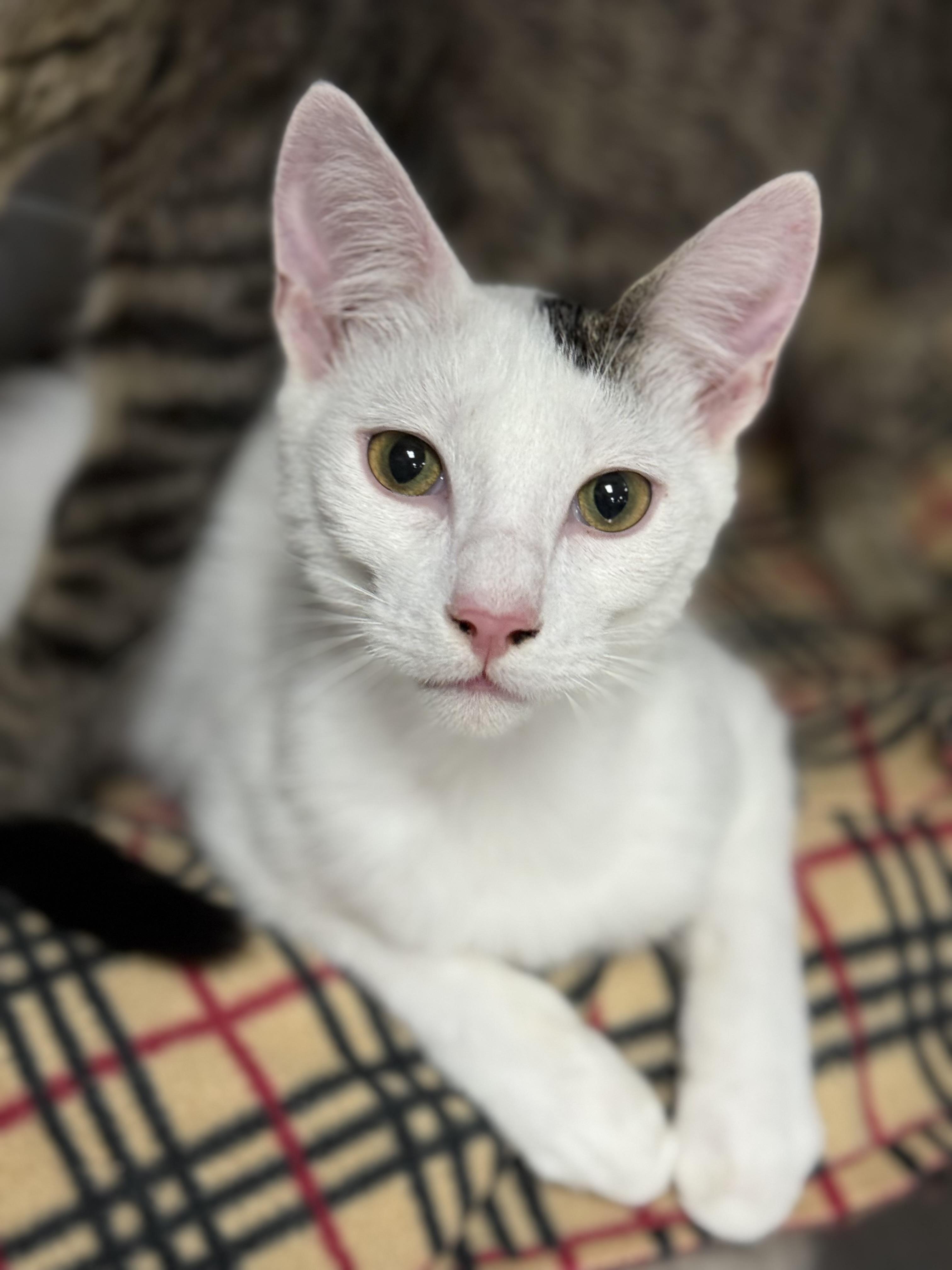 Enlarge Gendry, an adoptable Domestic Short Hair in Collierville, TN image 3/4