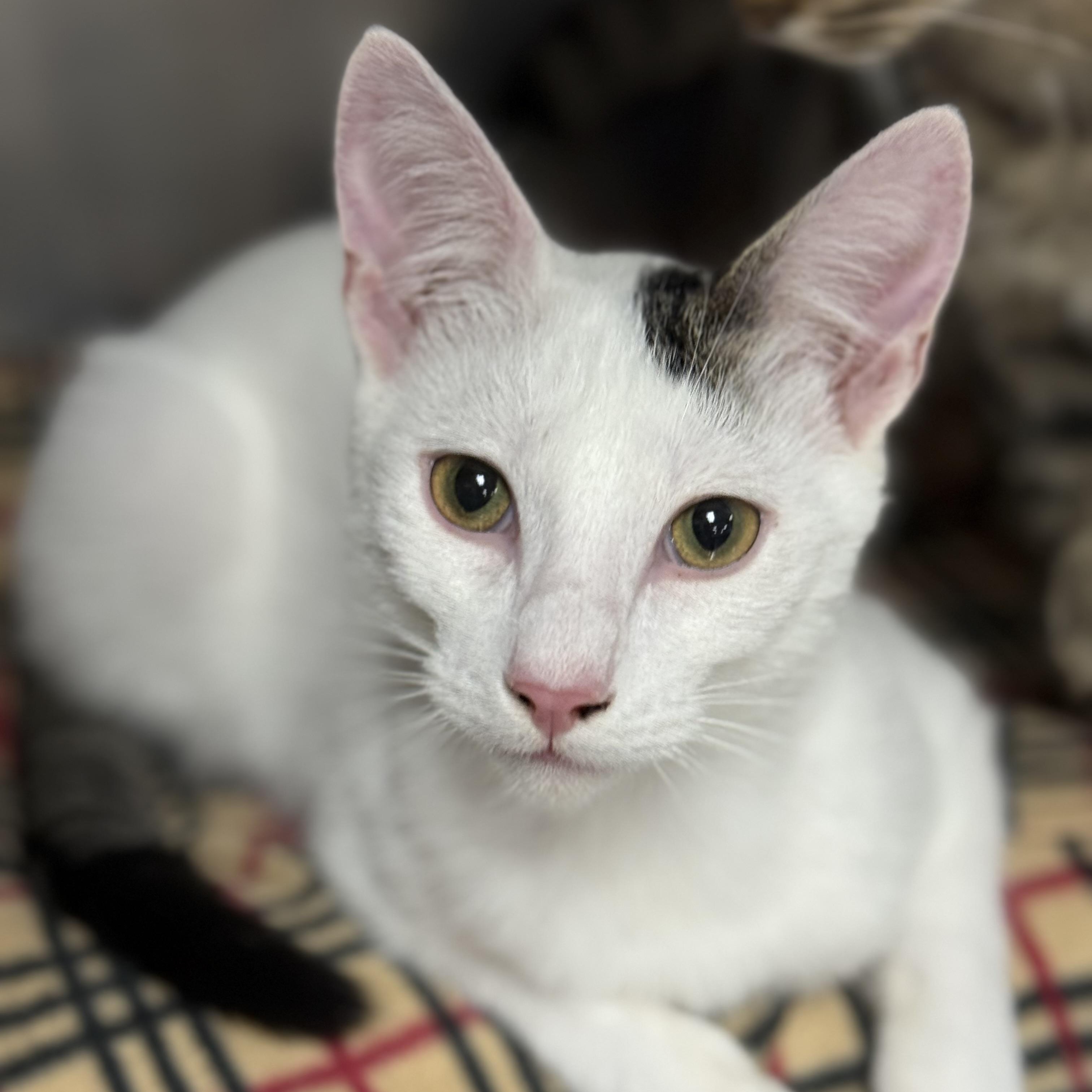 Gendry, adoptable, Kitten Male Domestic Short Hair.