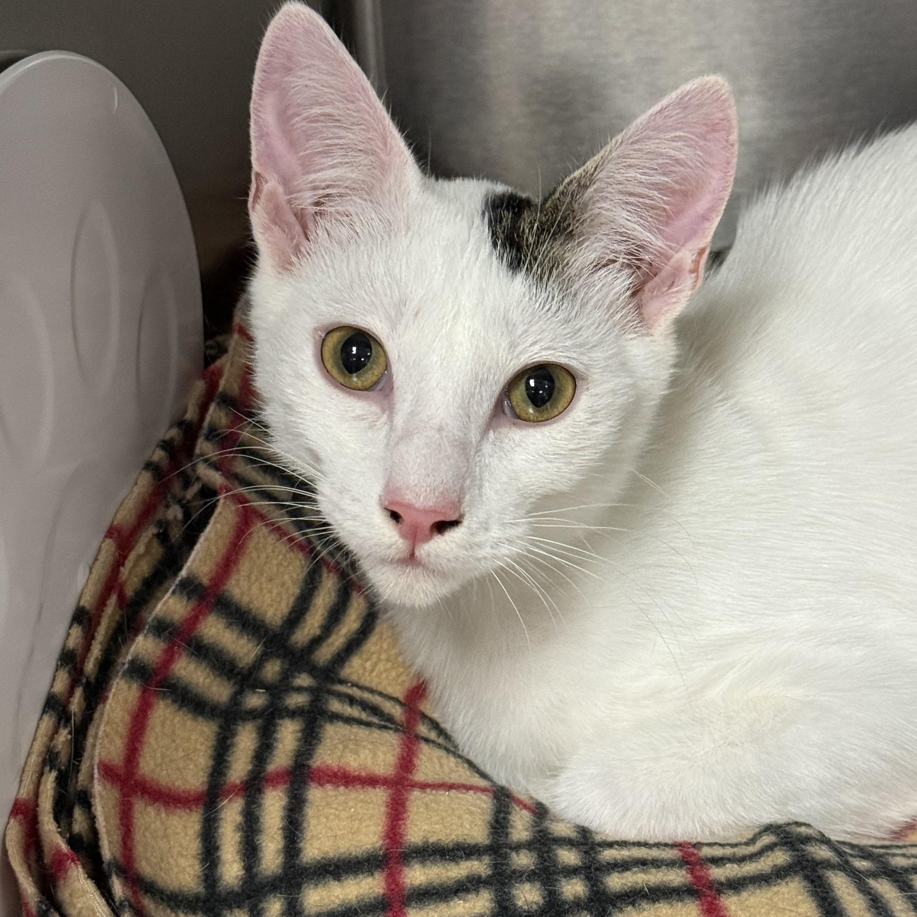 Enlarge Gendry, an adoptable Domestic Short Hair in Collierville, TN image 4/4