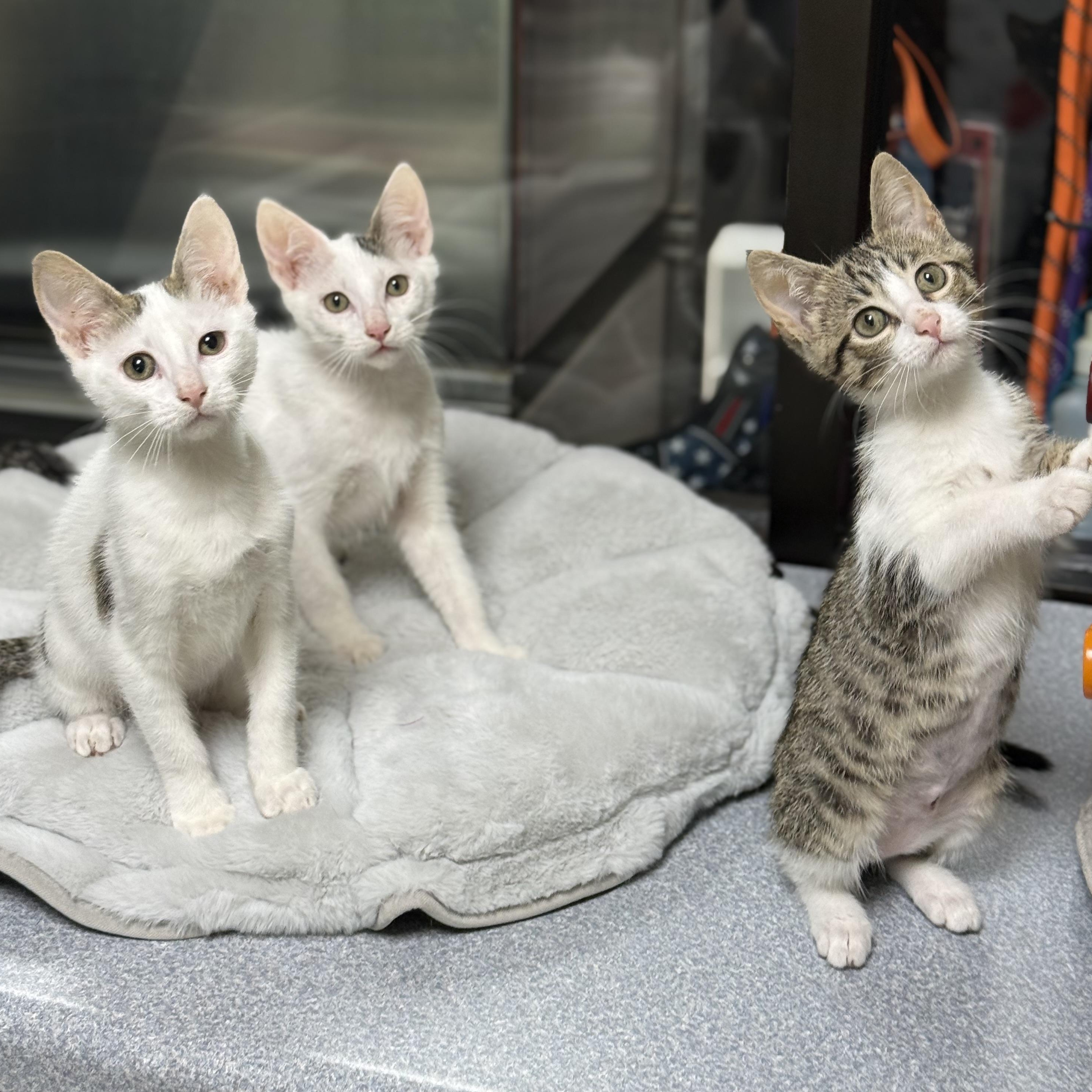 Enlarge Gendry, a Adoptable Domestic Short Hair in Collierville, TN image 5/6