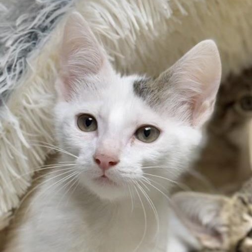 Enlarge Gendry, a Adoptable Domestic Short Hair in Collierville, TN image 2/6