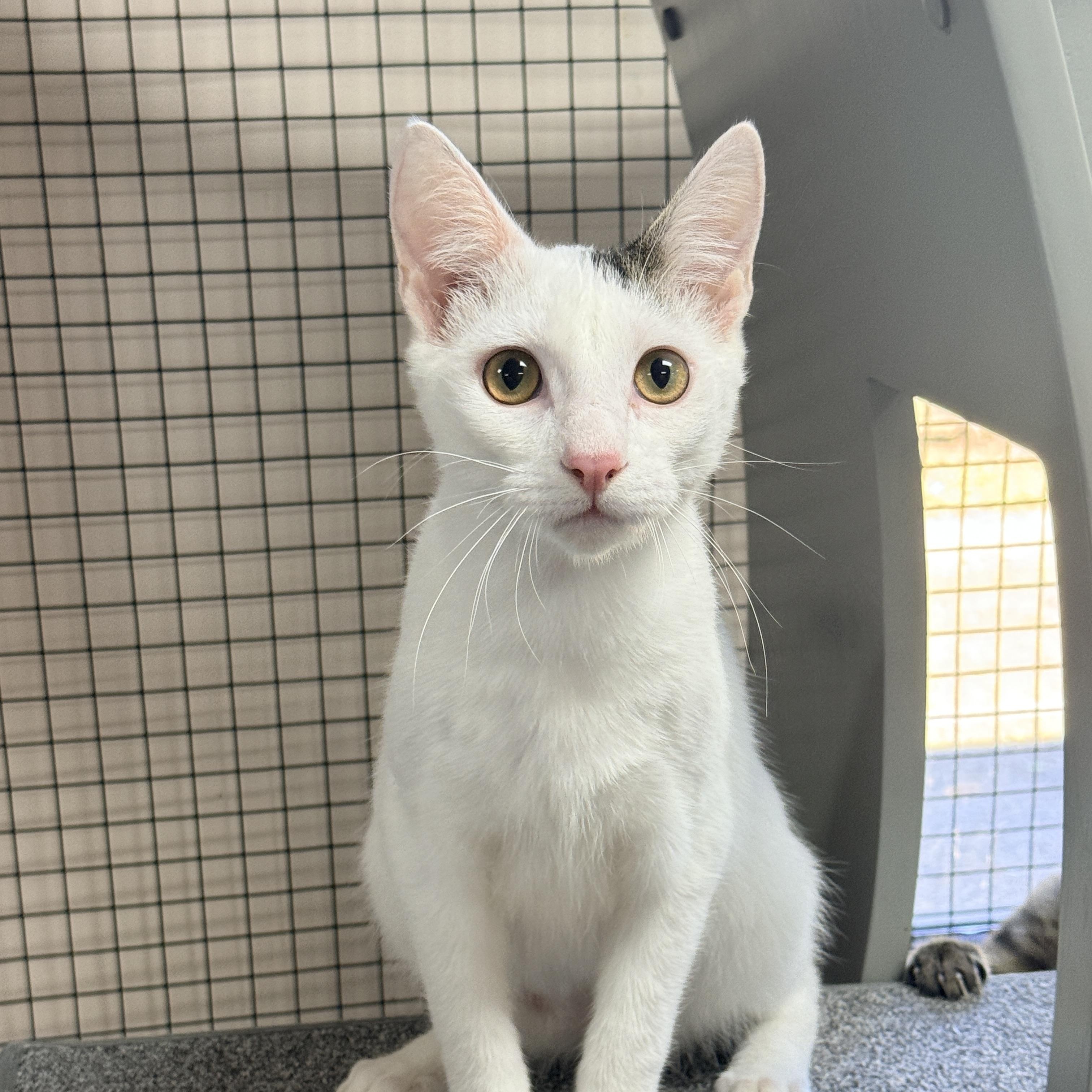 Gendry, Adoptable, Kitten Male Domestic Short Hair.