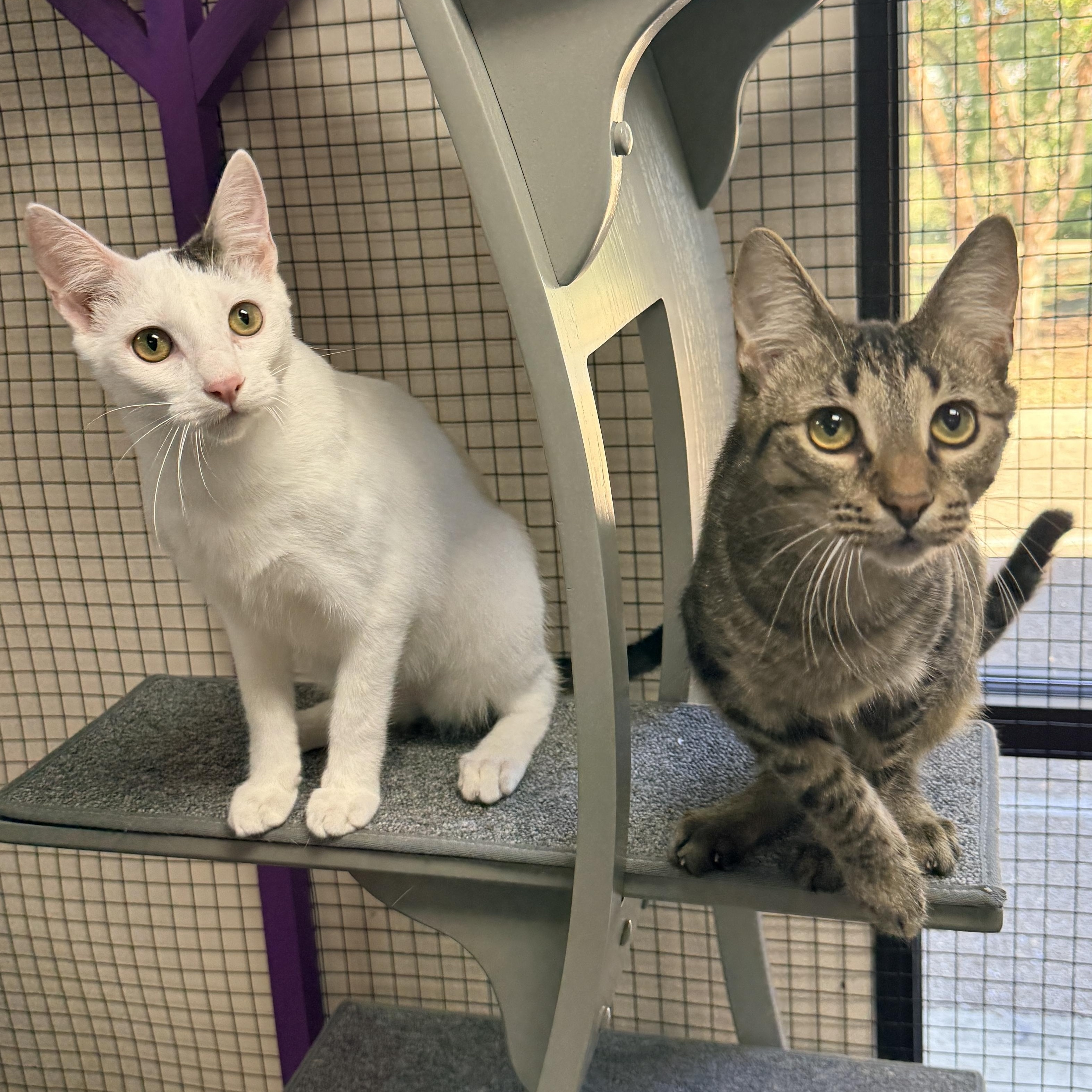 Enlarge Gendry, a Adoptable Domestic Short Hair in Collierville, TN image 3/5