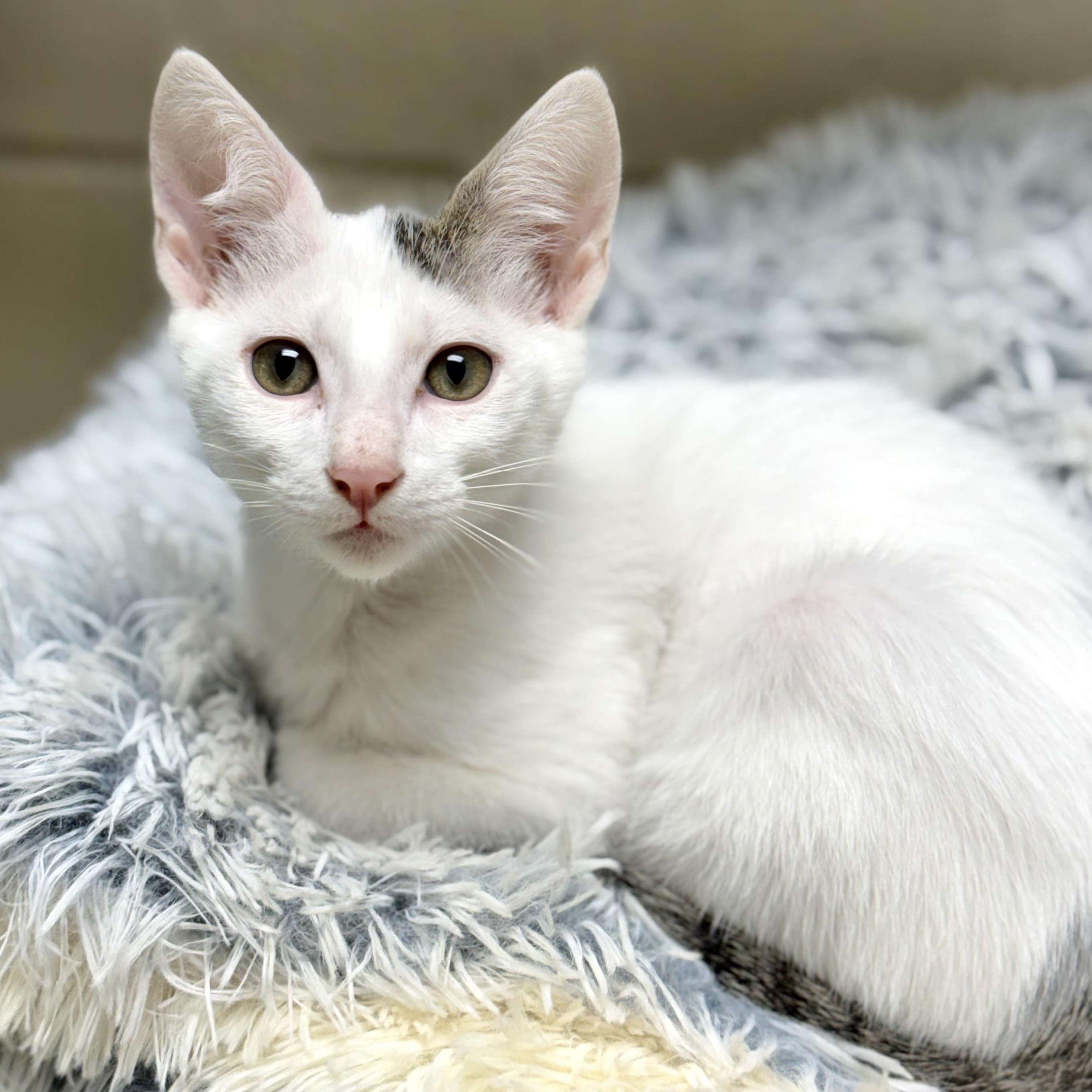 Gendry, Adoptable, Kitten Male Domestic Short Hair.