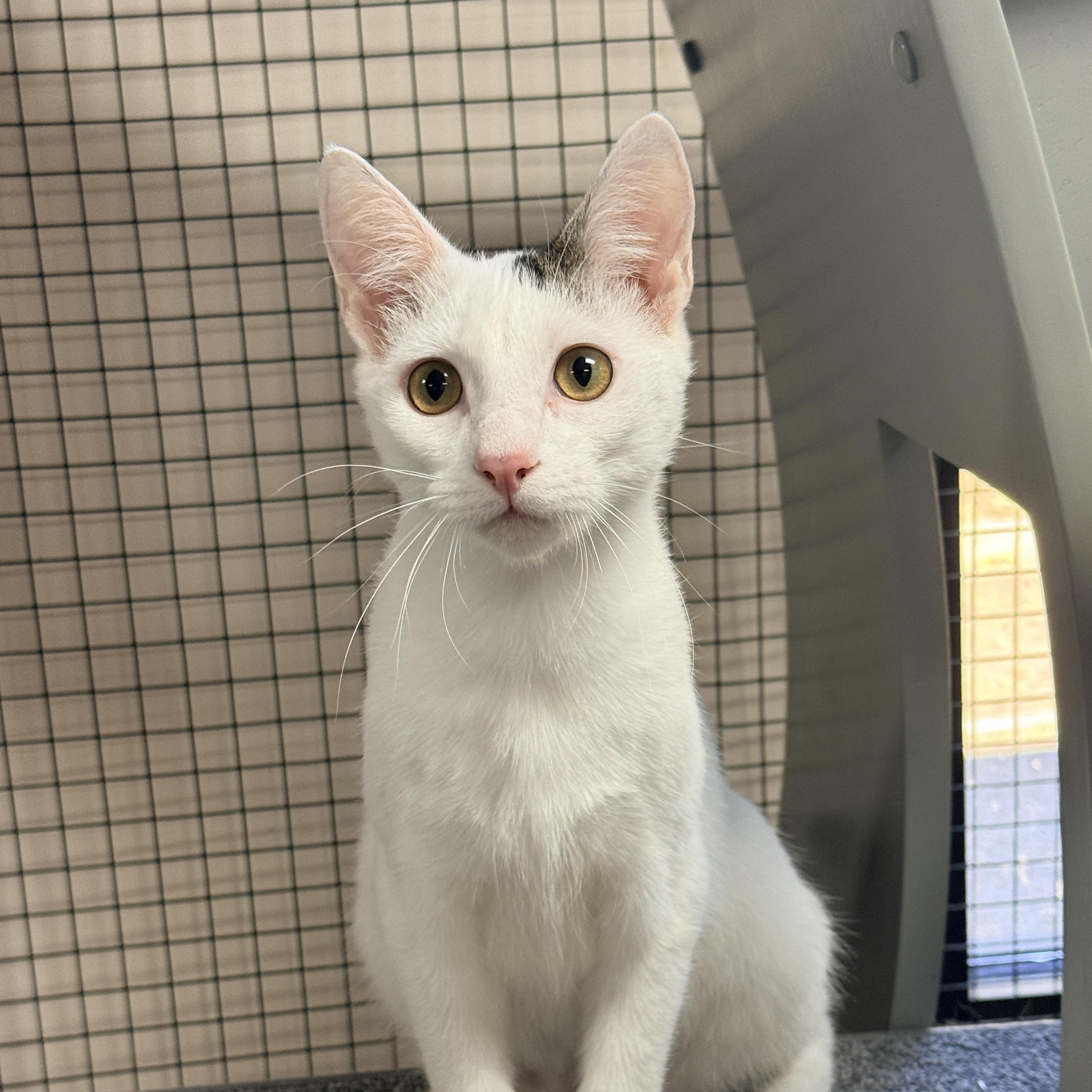Enlarge Gendry, a Adoptable Domestic Short Hair in Collierville, TN image 5/5
