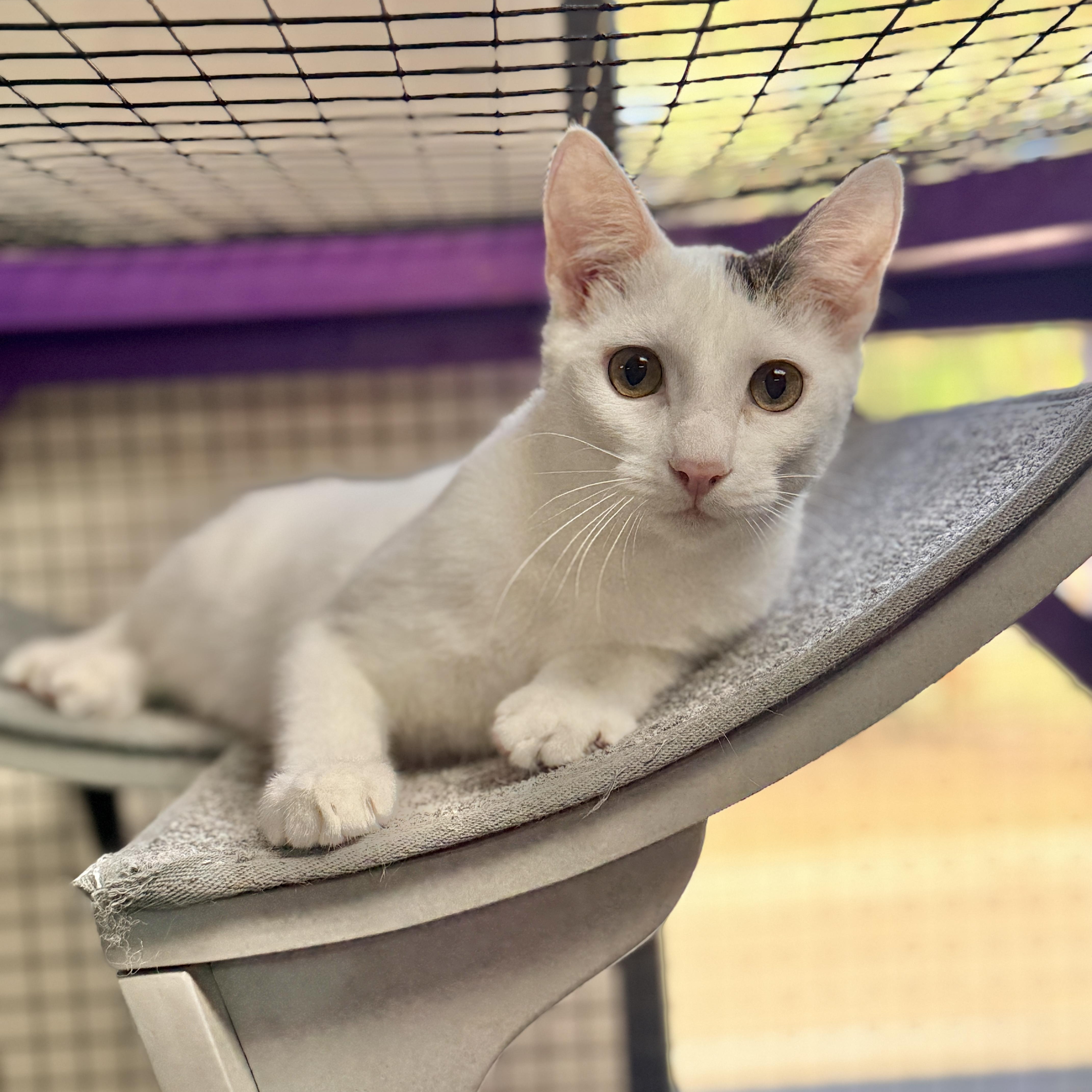 Enlarge Gendry, a Adoptable Domestic Short Hair in Collierville, TN image 2/5