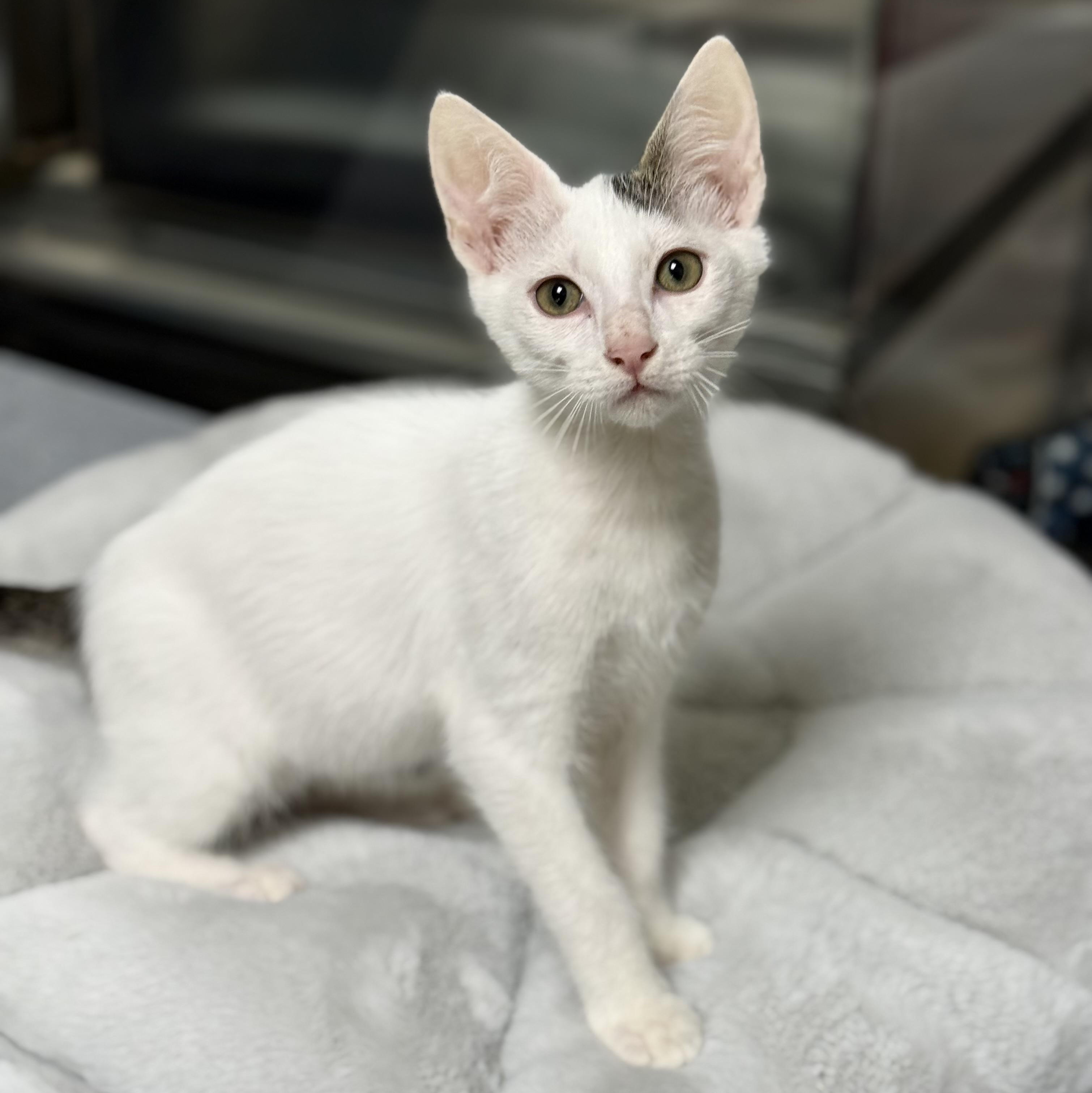 Enlarge Gendry, a Adoptable Domestic Short Hair in Collierville, TN image 4/6