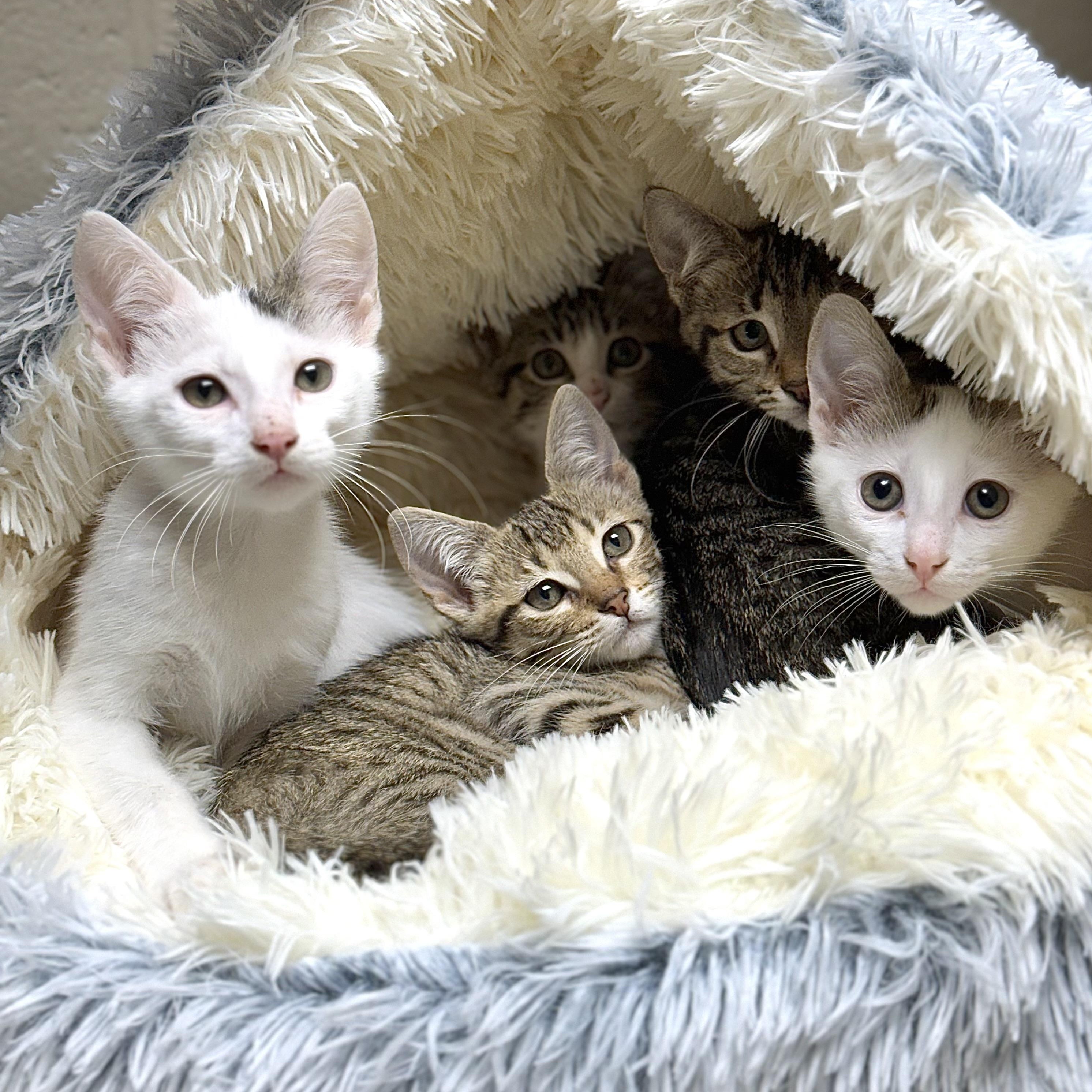 Enlarge Gendry, a Adoptable Domestic Short Hair in Collierville, TN image 3/6