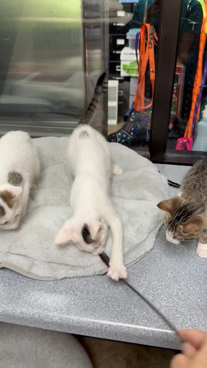 Enlarge Gendry, a Adoptable Domestic Short Hair in Collierville, TN video 6/6
