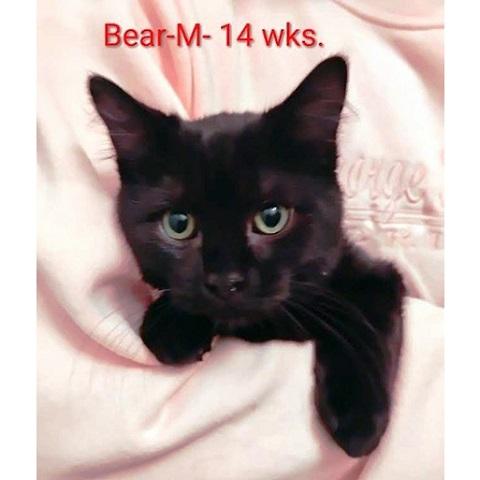 Bear, ADOPTABLE, Kitten Male Domestic Short Hair.