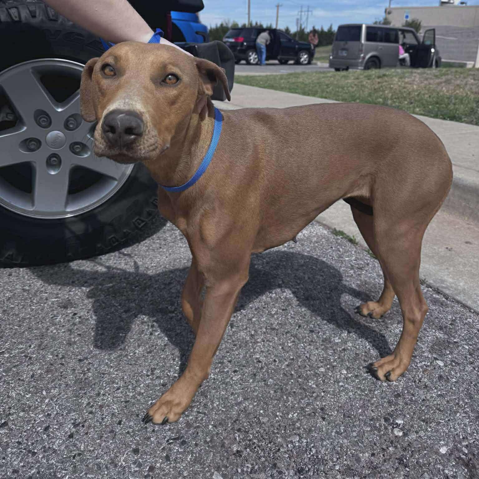 Baby, a ADOPTABLE mixed breed in Yukon, OK image 1/2