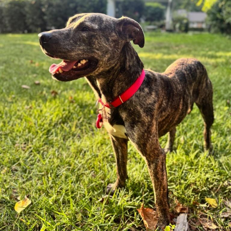 Seal, Adoptable, Adult Male Mixed Breed.