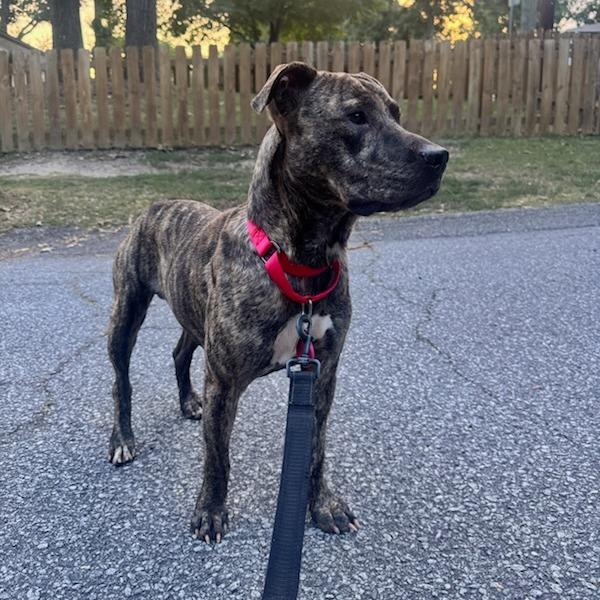 Seal, Adoptable, Adult Male Mixed Breed.
